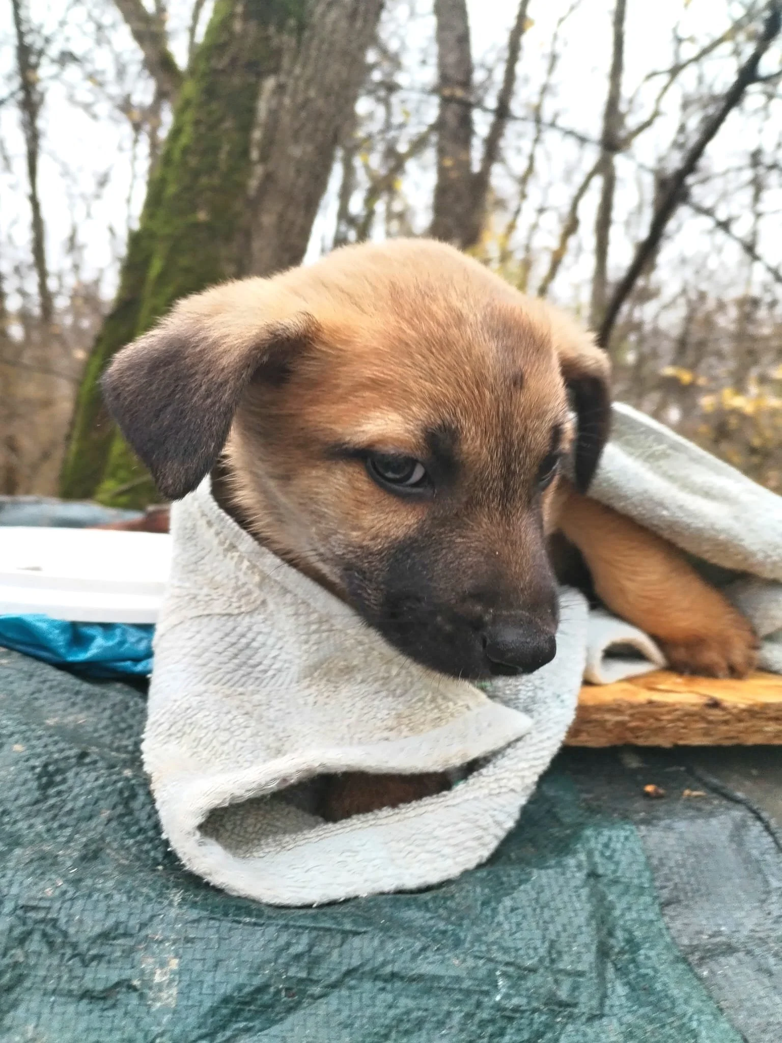 A brown puppy with black markings resting on a cloth in a wooded outdoor area.