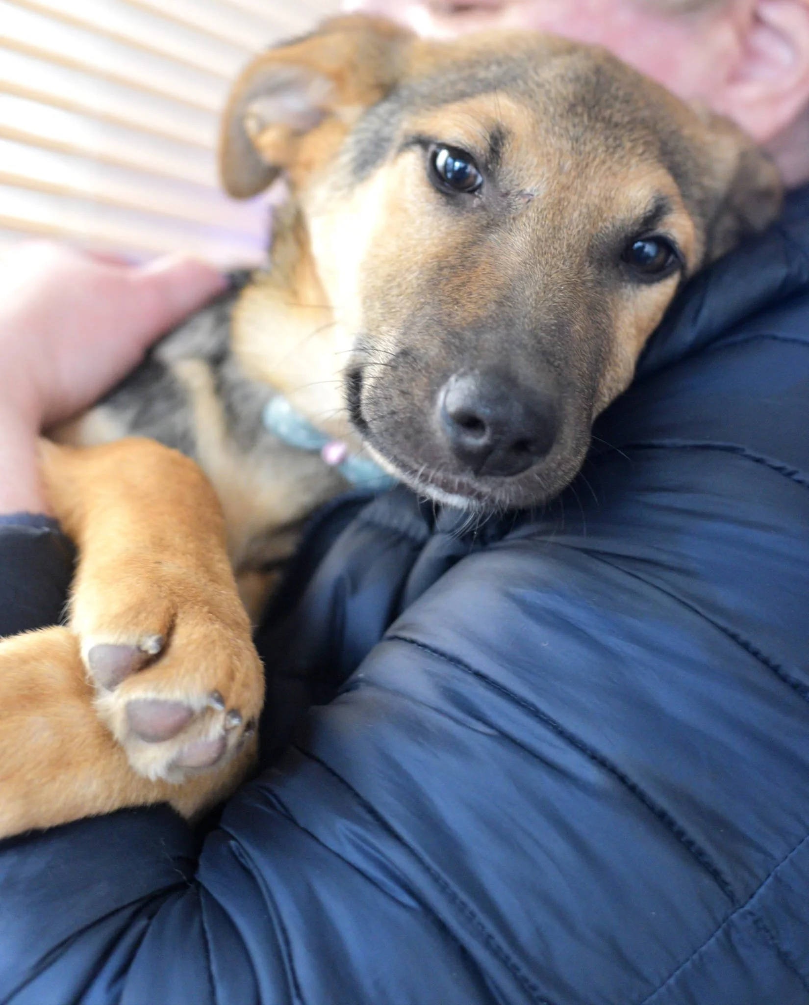 Close-up of a young brown and black puppy lying on a person's arm, looking at the camera with a relaxed expression.