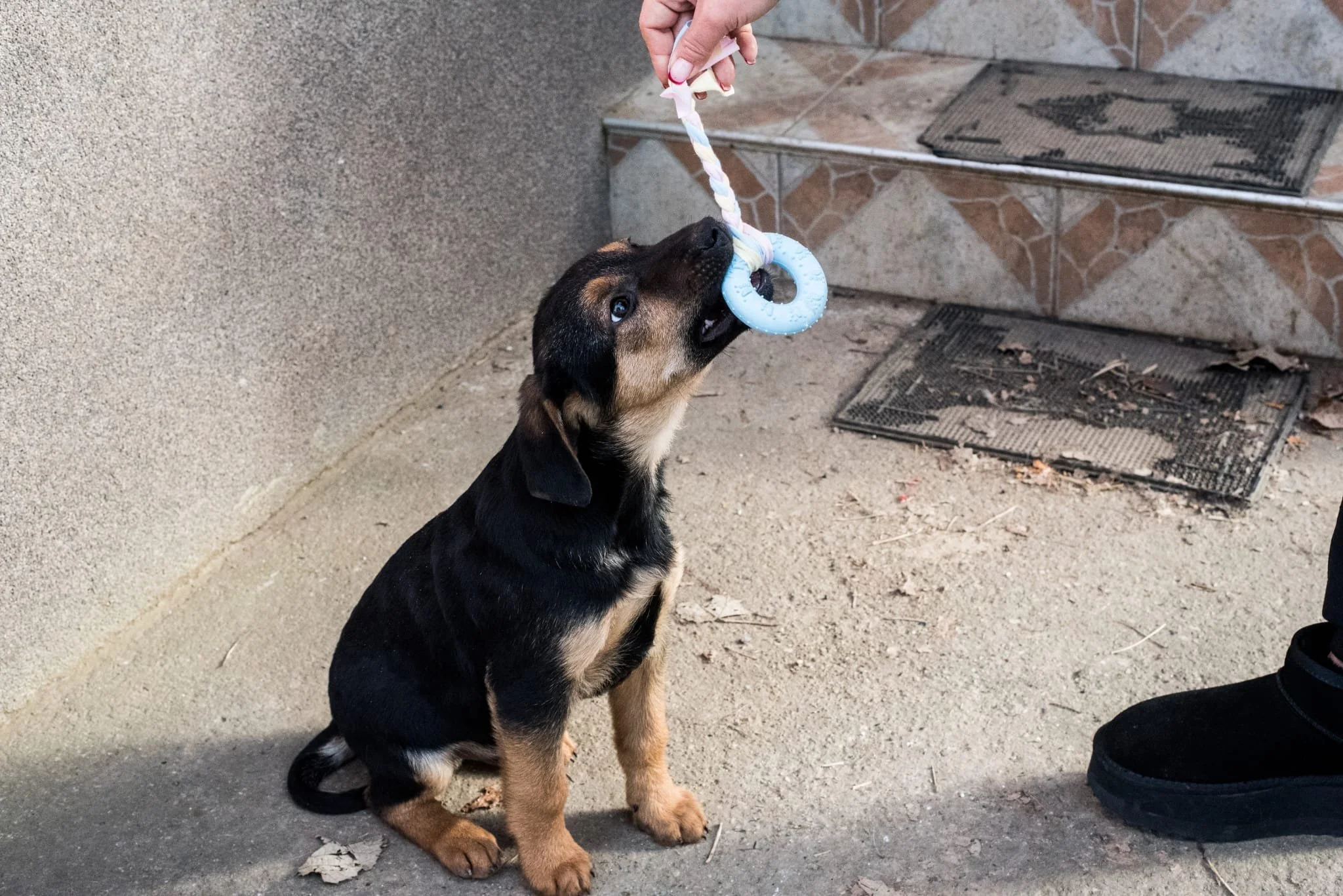 A small black and tan puppy playing tug with a blue chew toy held by a person's hand. The puppy is sitting on a concrete surface near steps with tiled risers.