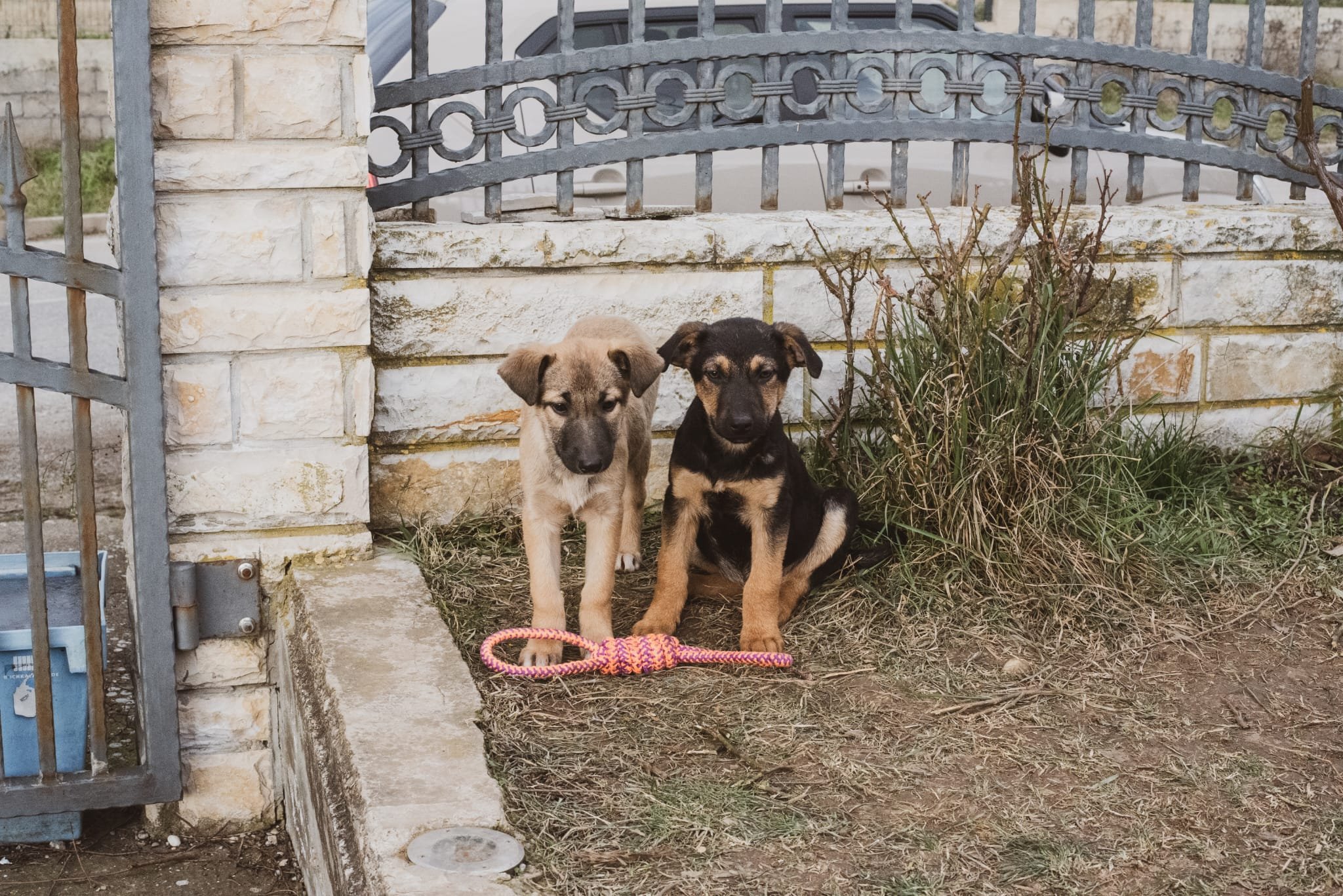 Two puppies sitting outdoors near a brick wall and a decorative metal fence, one tan with black markings and one black with tan markings, with a pink and orange rope toy in front.