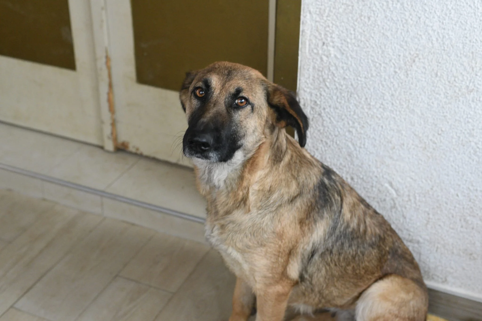 A medium-sized dog with tan and black fur sitting indoors near a door and a textured white wall, looking at the camera.