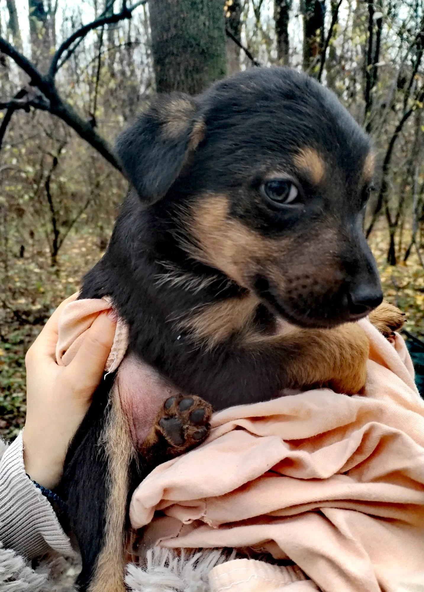 A person holding a small black and brown puppy with blue eyes in an outdoor wooded area.
