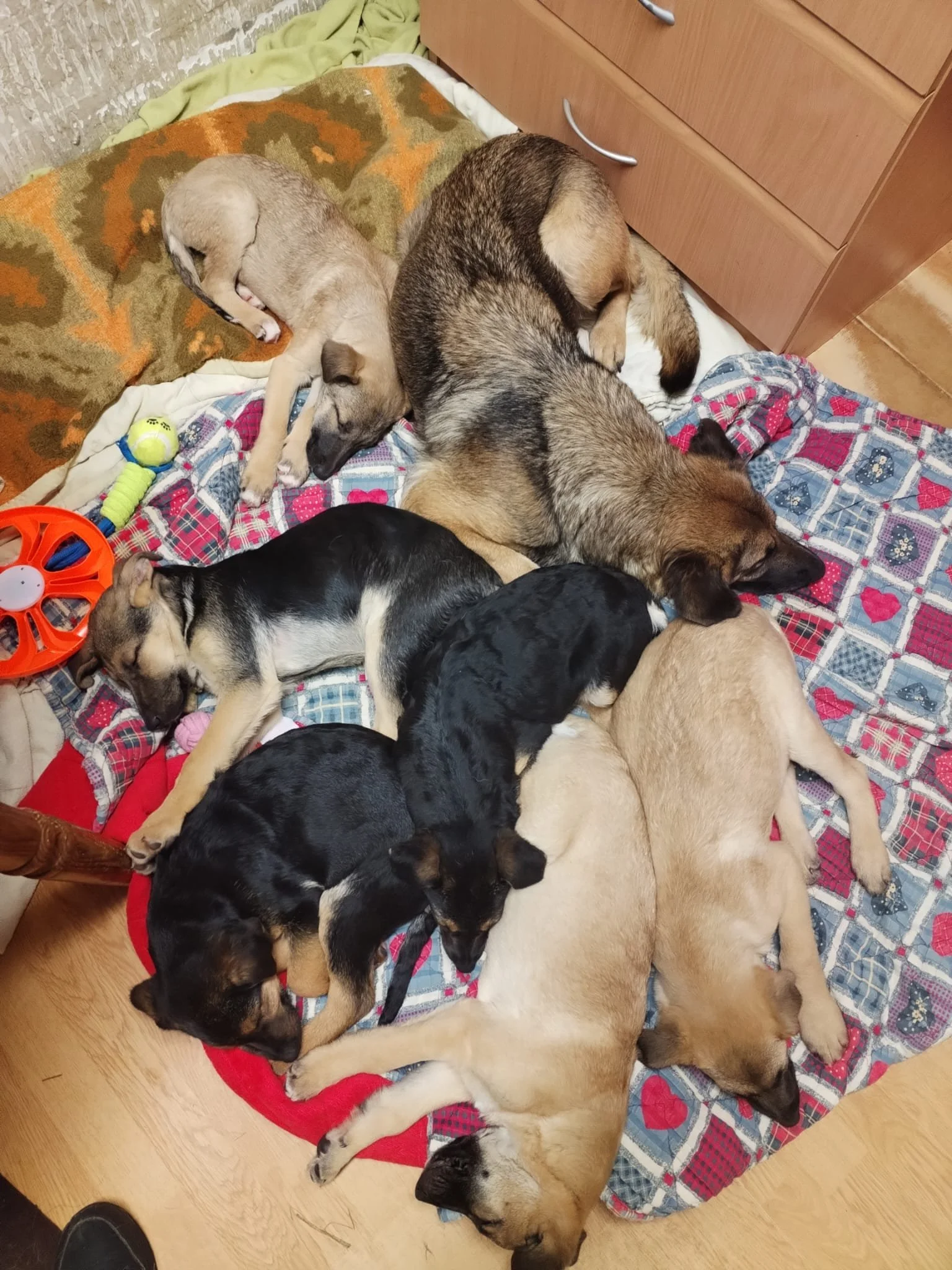 Multiple puppies sleeping on blankets and a quilted mat in a room.