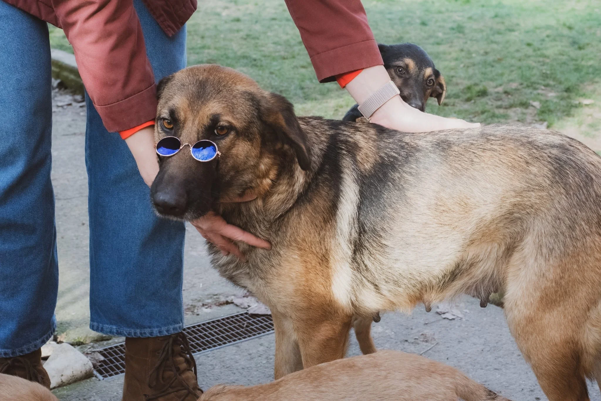 A large dog wearing sunglasses and being petted by a person, with a second dog in the background.