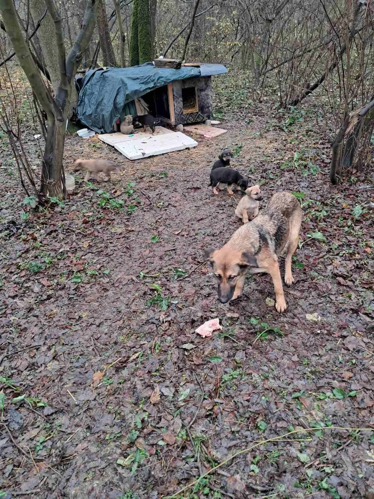 Young dogs playing in a muddy, leaf-covered wooded area near a makeshift doghouse covered with a tarp.