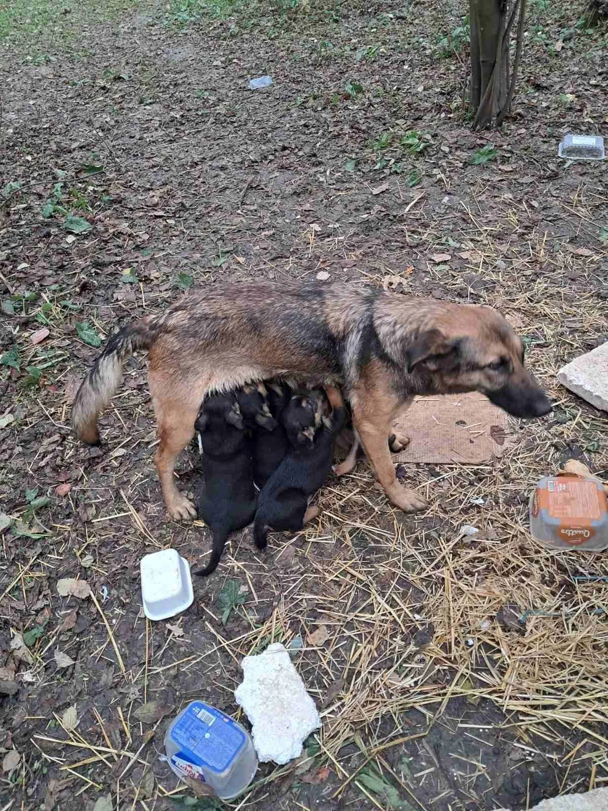 A dog with three puppies nursing from her in an outdoor area with dry leaves and trash on the ground.