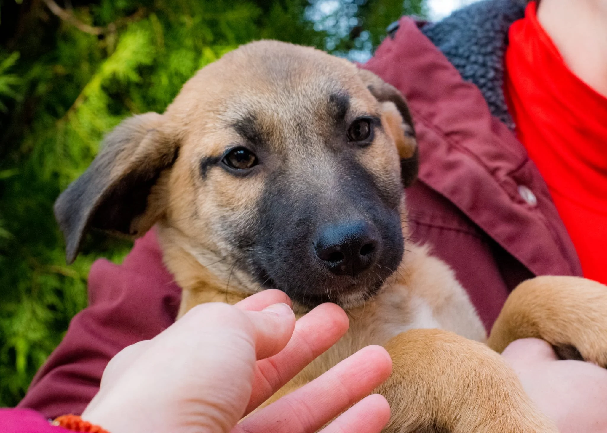 A person petting a tan and black puppy with dark eyes and a black nose, sitting on someone's lap outdoors with green foliage in the background.