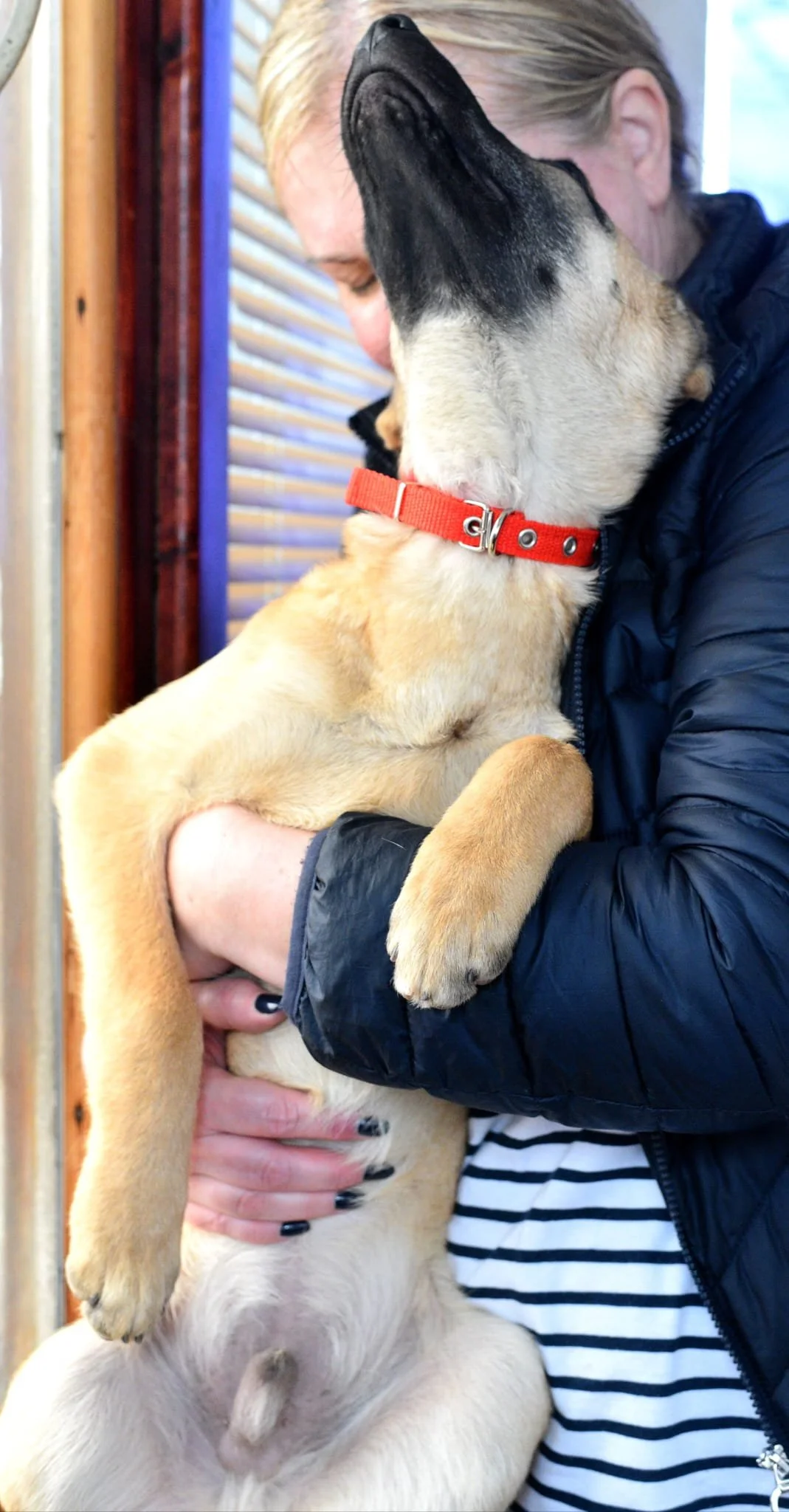 Person holding a large puppy close to their face, the puppy licking the person's face, wearing a red collar, in an indoor setting with wooden and window blinds in the background.
