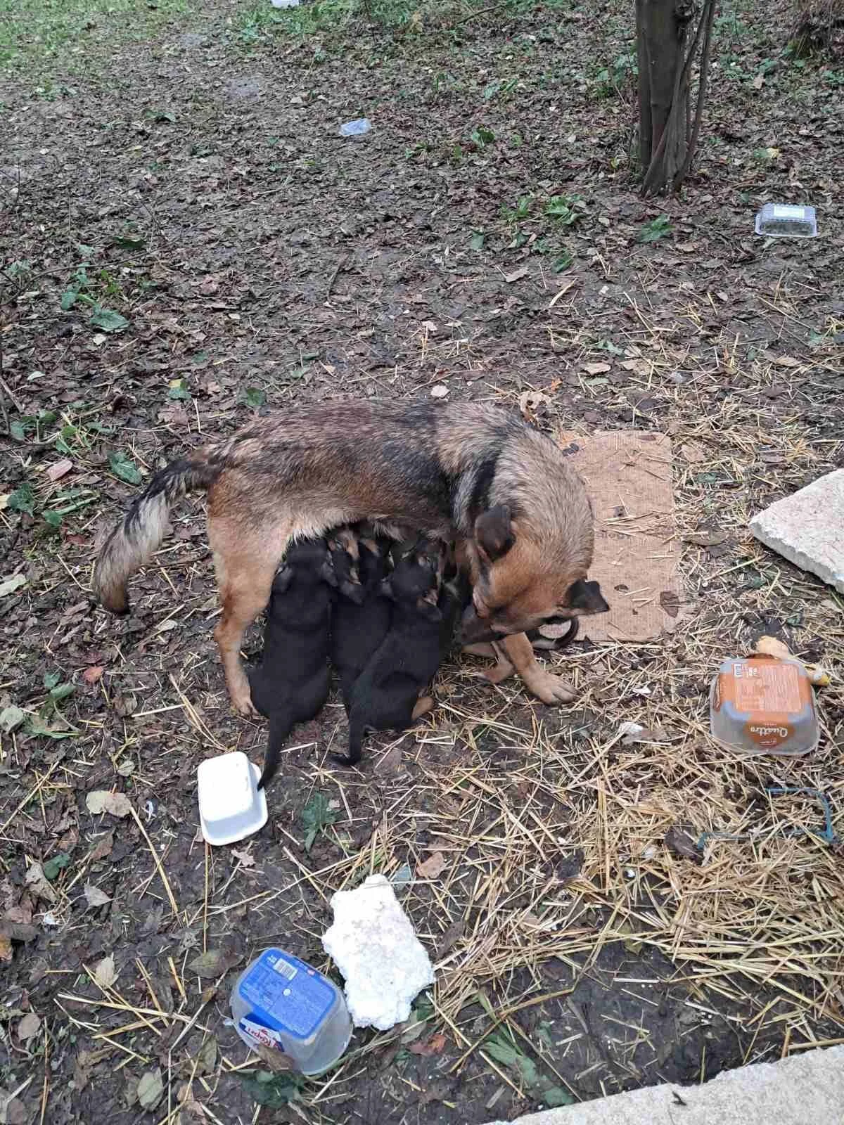 A small brown dog nursing several black puppies outdoors on the ground, surrounded by trash and debris.