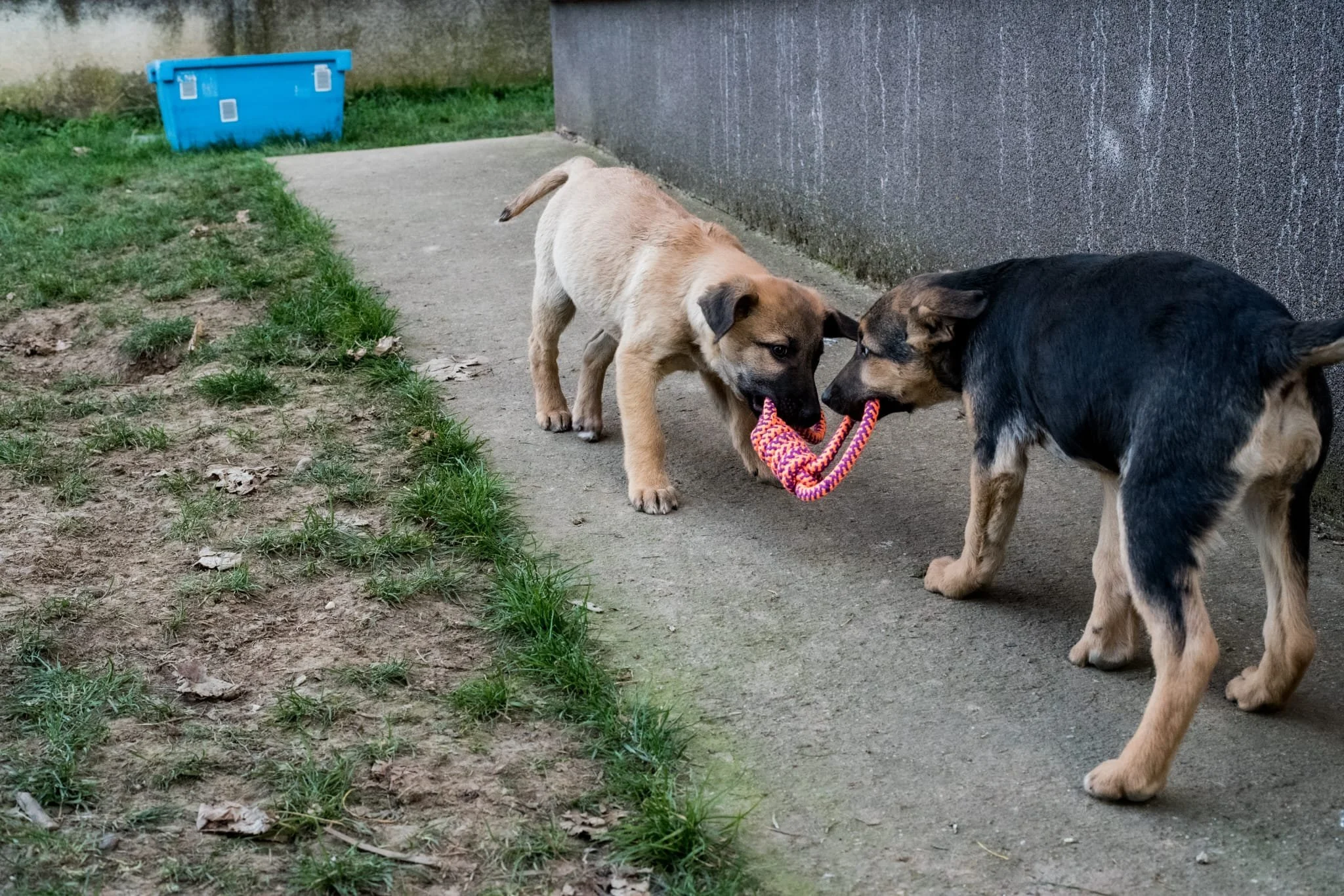 Two puppies playing with a colorful rope toy on a concrete sidewalk