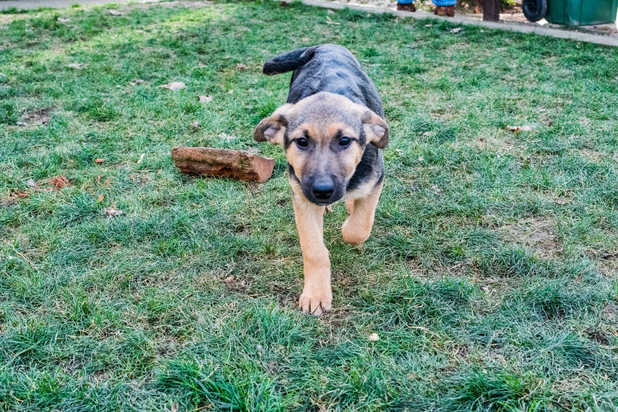 A playful puppy running across a grassy yard towards the camera.