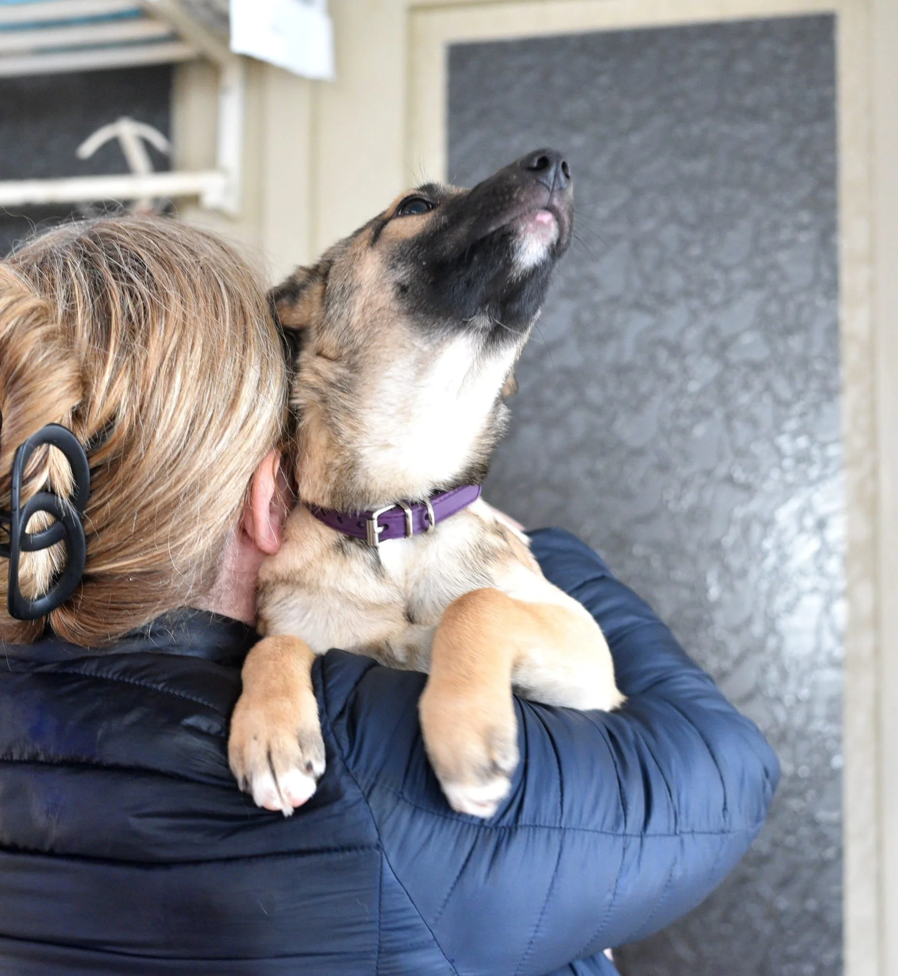 A person with blonde hair holding a tan and black dog with a purple collar, both facing upward in an indoor setting.