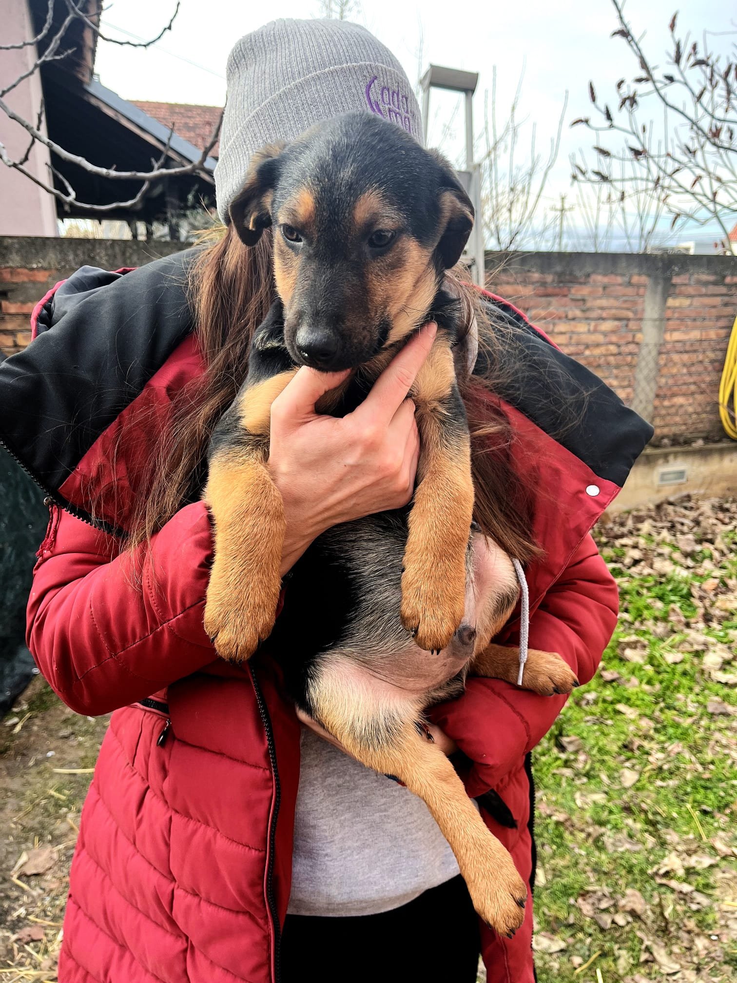 A person wearing a gray beanie and red jacket holding a small black and tan puppy outdoors in a yard with a brick wall and trees in the background.
