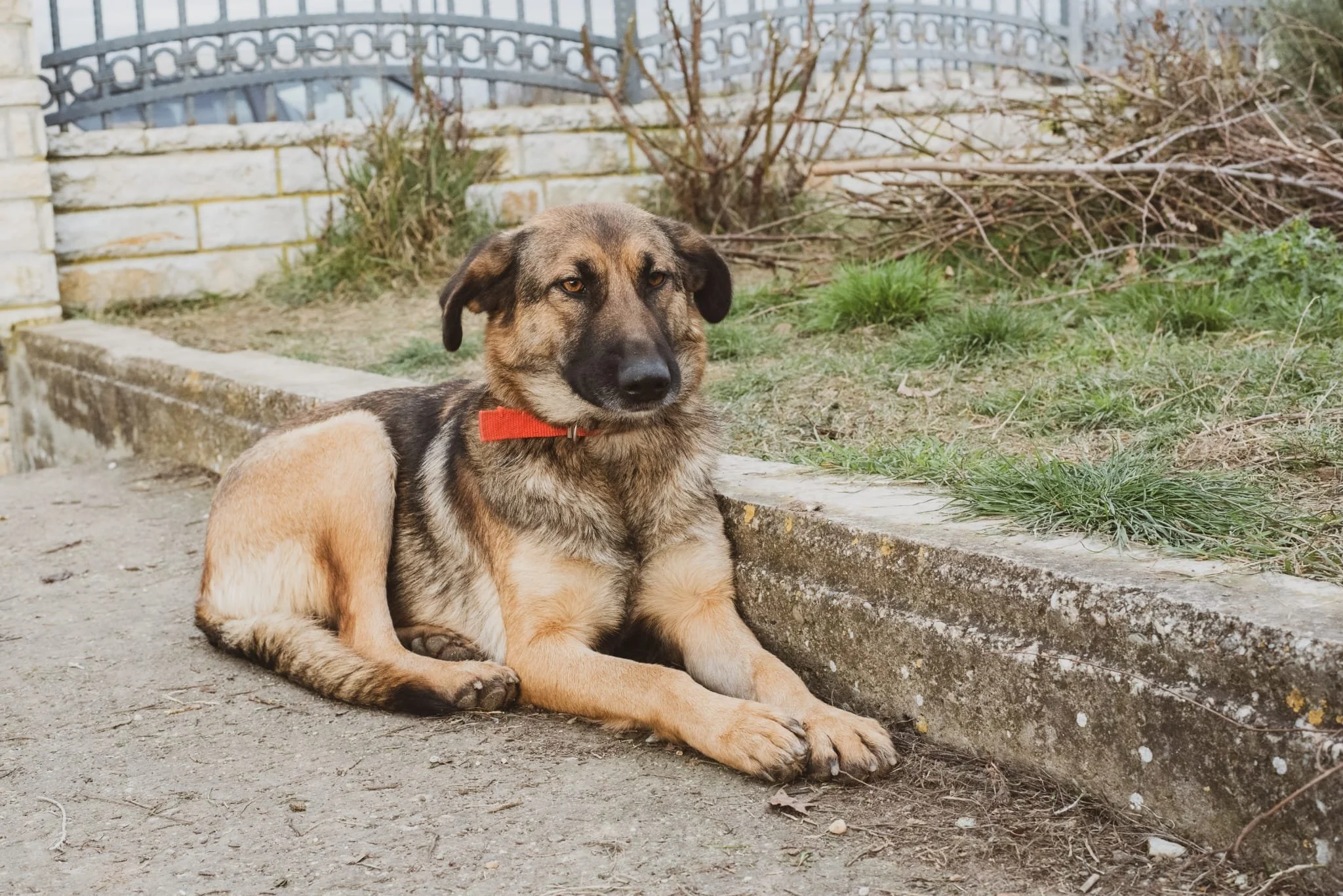 A mixed-breed dog with a red collar lying on the sidewalk next to a garden bed with grass and plants, in front of a stone wall and a metal fence.