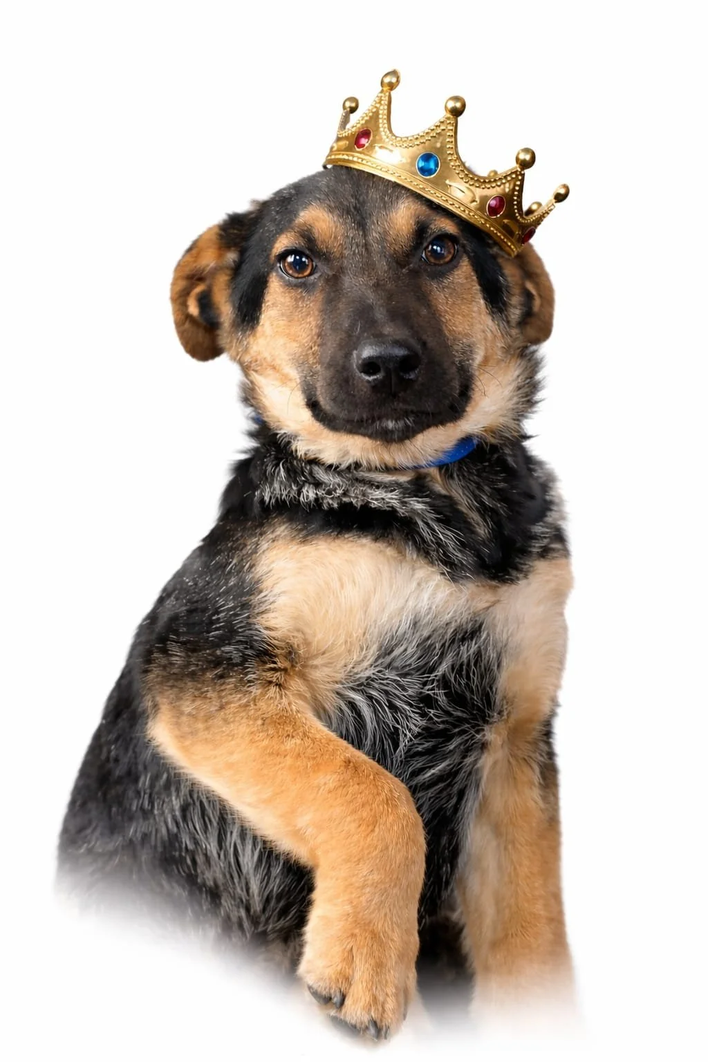 A cute puppy with a black and brown coat wearing a gold toy crown decorated with colorful jewels.