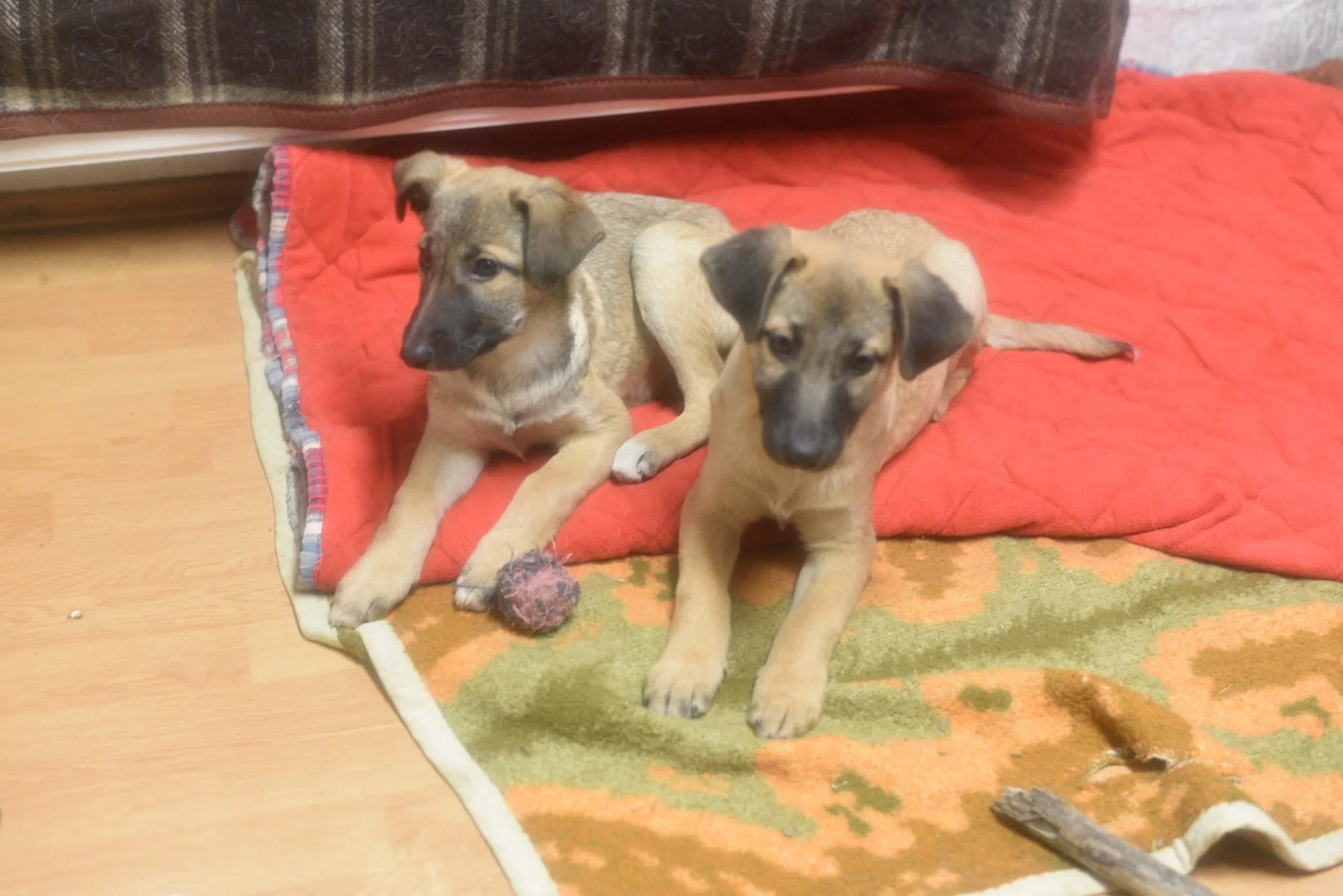 Two puppies lying on a red blanket on a wooden floor, with a chew toy and a stick nearby.