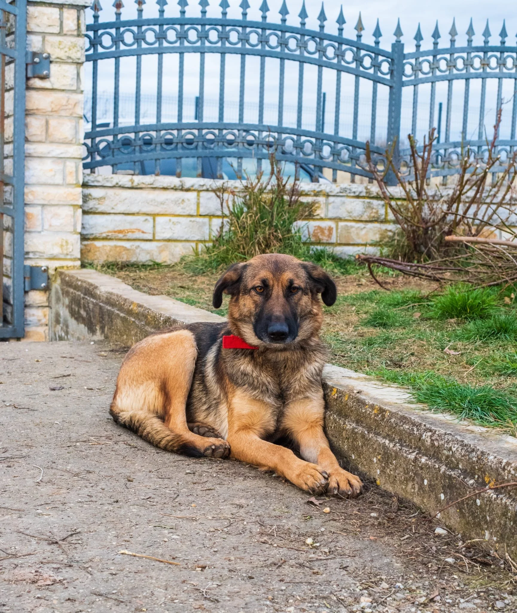 A dog with a black and tan coat, lying down on a concrete sidewalk next to a raised garden bed with grass and plants, behind a blue metal fence with stone pillars.