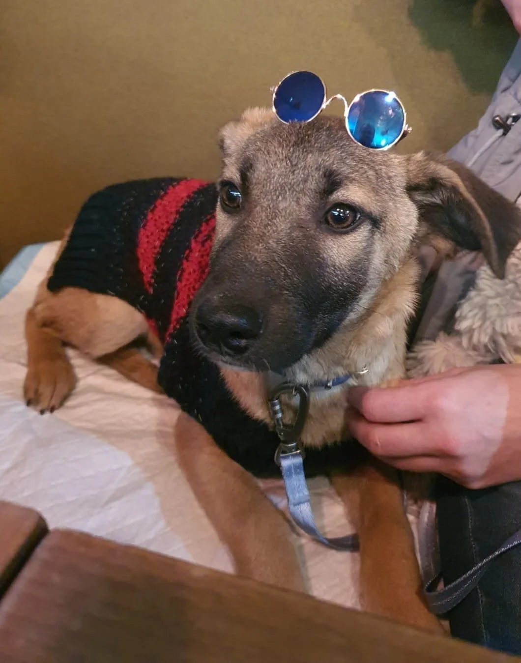 A cute dog wearing sunglasses on its head and a black and red sweater, sitting on a table, with a person's hand gently holding its collar.