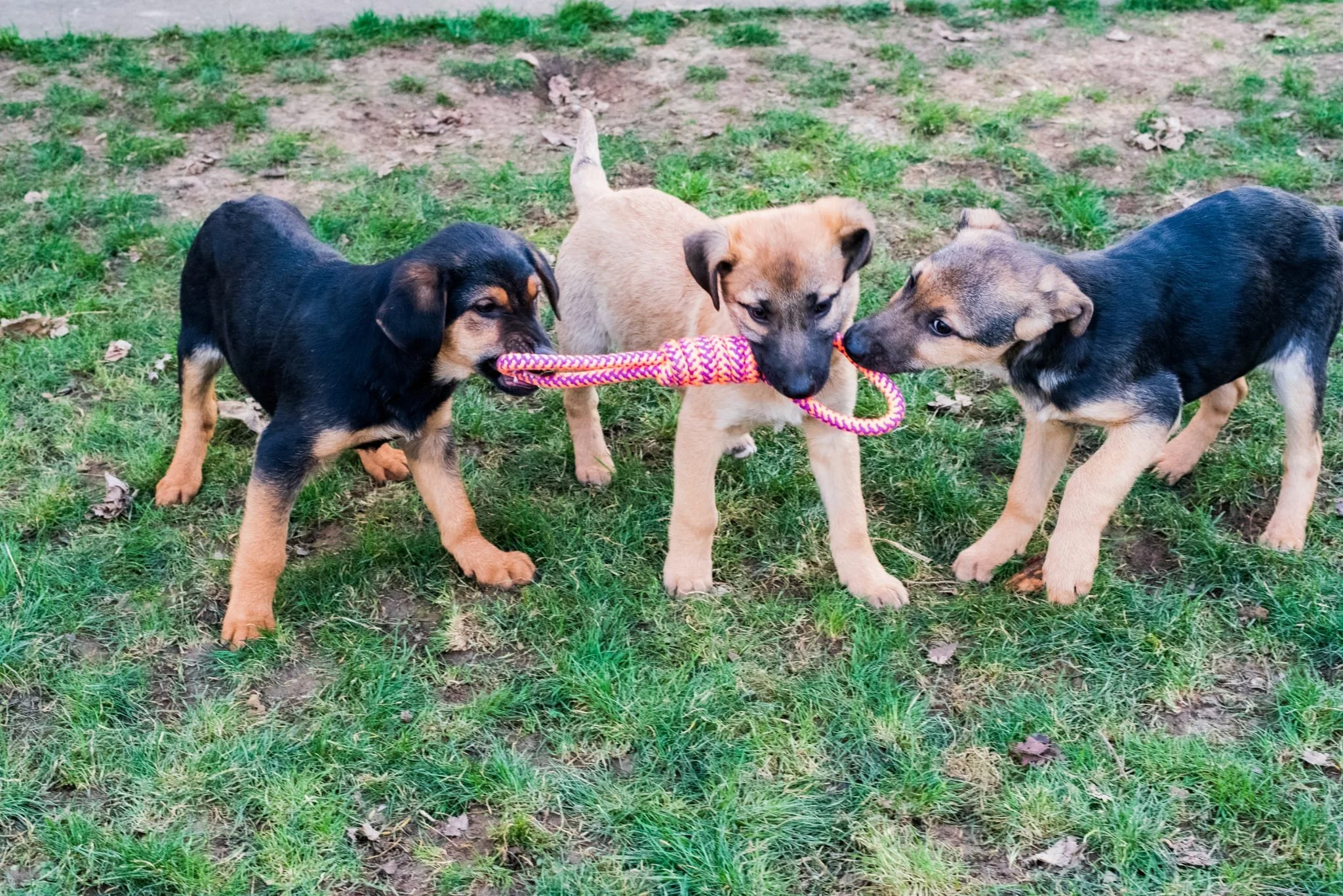 Three playful puppies tugging on a pink and orange rope toy in a grassy outdoor area.