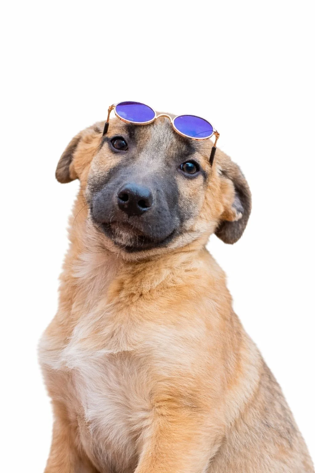 Cute puppy wearing sunglasses, close-up portrait.
