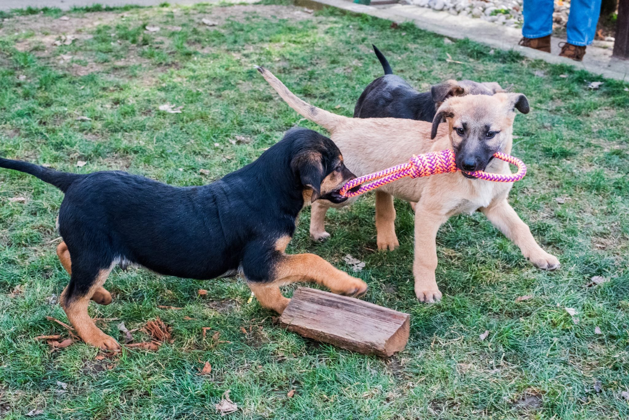 Three puppies playing on grass, two are tugging on a colorful rope toy, one is near a piece of wood.