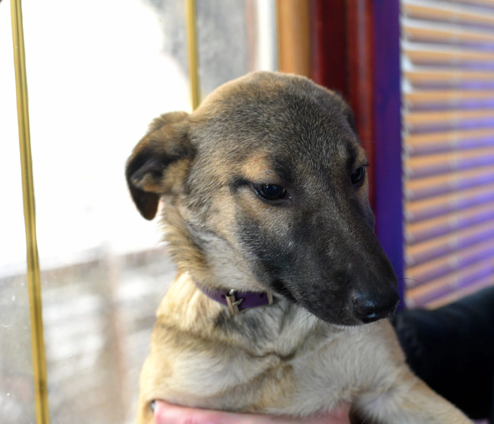 Close-up of a young dog with tan and black fur, wearing a purple collar, being held by a person indoors.