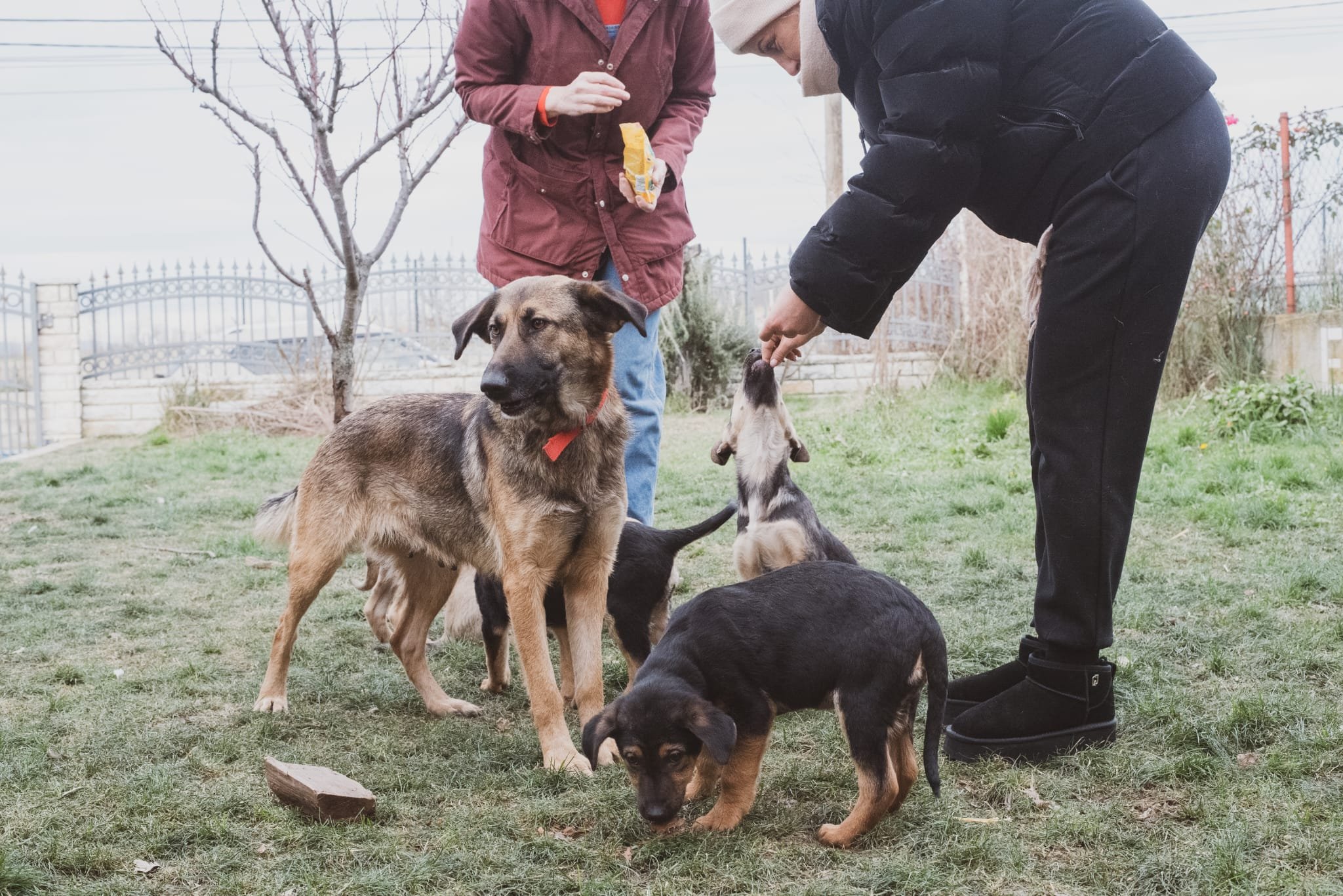 Two people with five puppies in a backyard, one person is holding a snack and the other is touching a puppy's head.