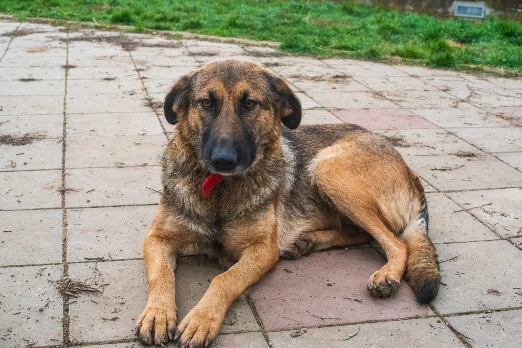 A large mixed-breed dog with a brown and black coat lying on a paved outdoor surface, looking at the camera with a slightly serious expression.