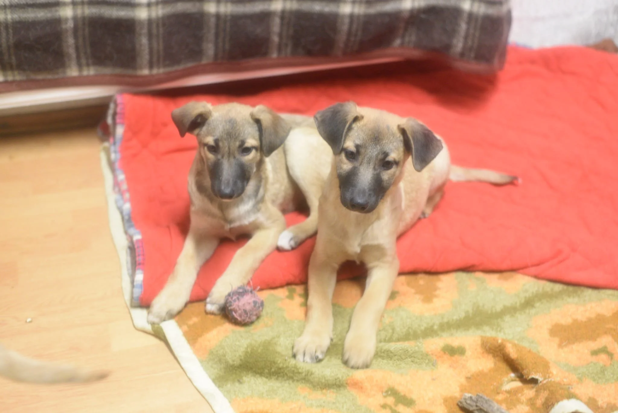 Two puppies sitting on a red blanket on a wooden floor, with a ball in front of them.