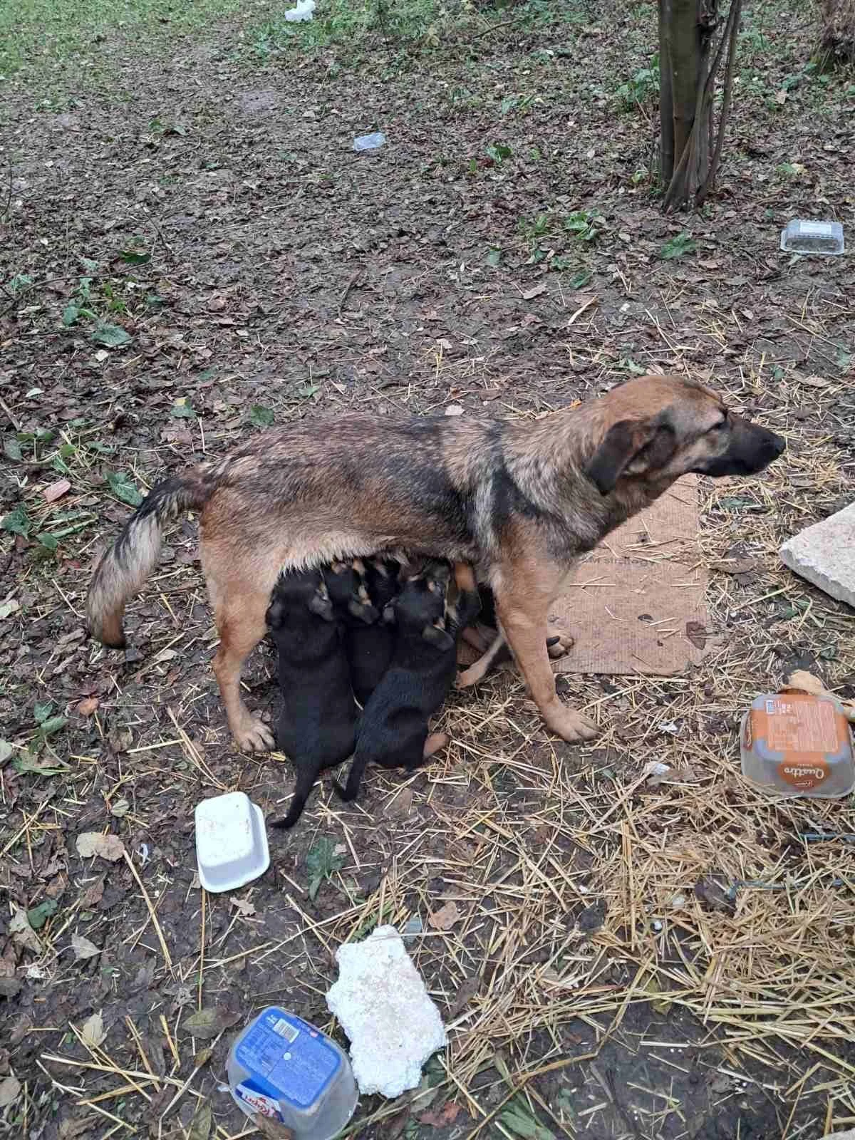 A dog standing outdoors on a dirt ground with trash around, nursing puppies from its teats.