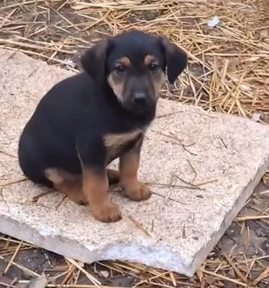 A black and brown puppy sitting on a concrete slab surrounded by dry grass and twigs.