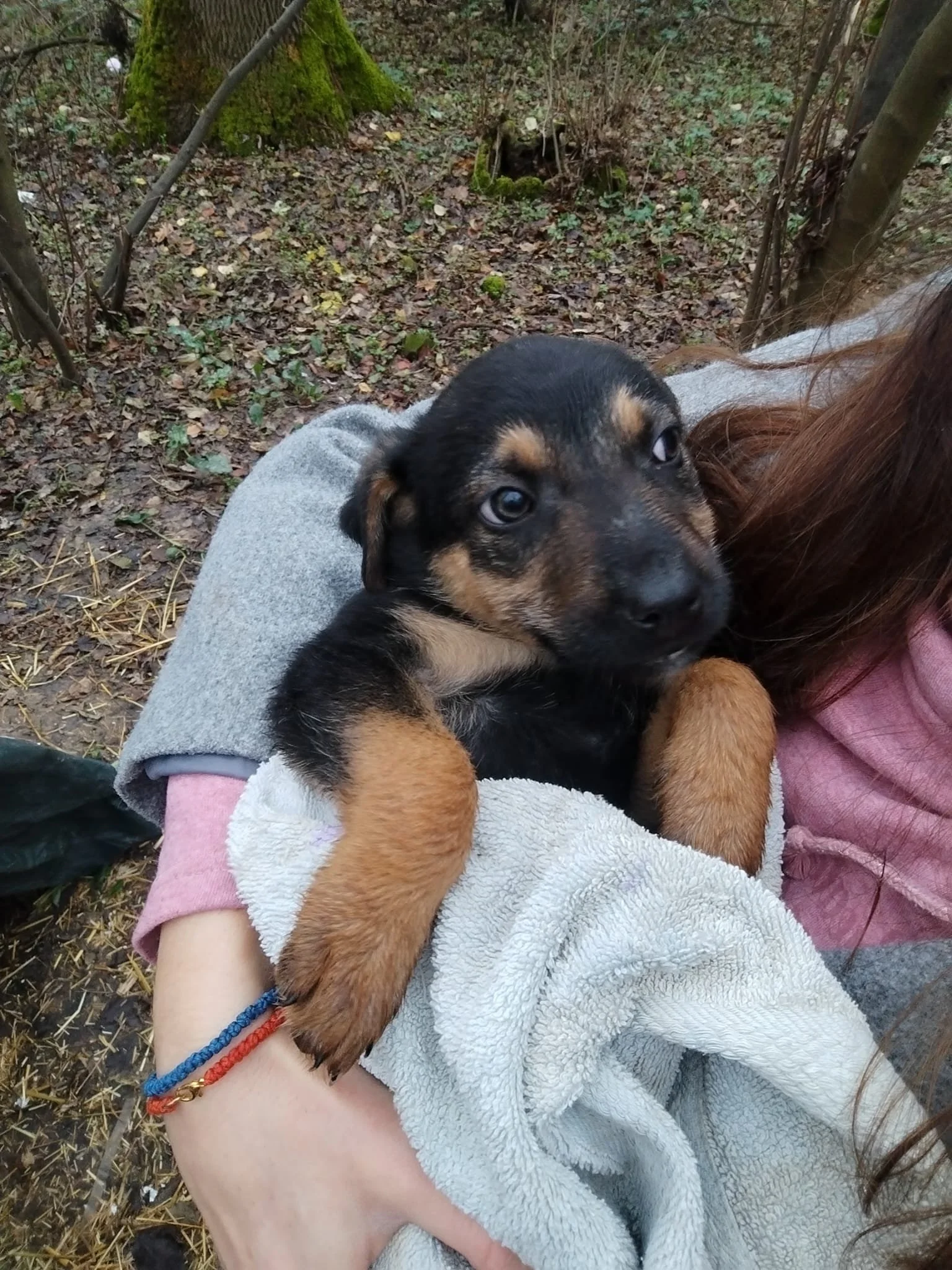 A person holding a small black and brown puppy in their arms outdoors in a wooded area.
