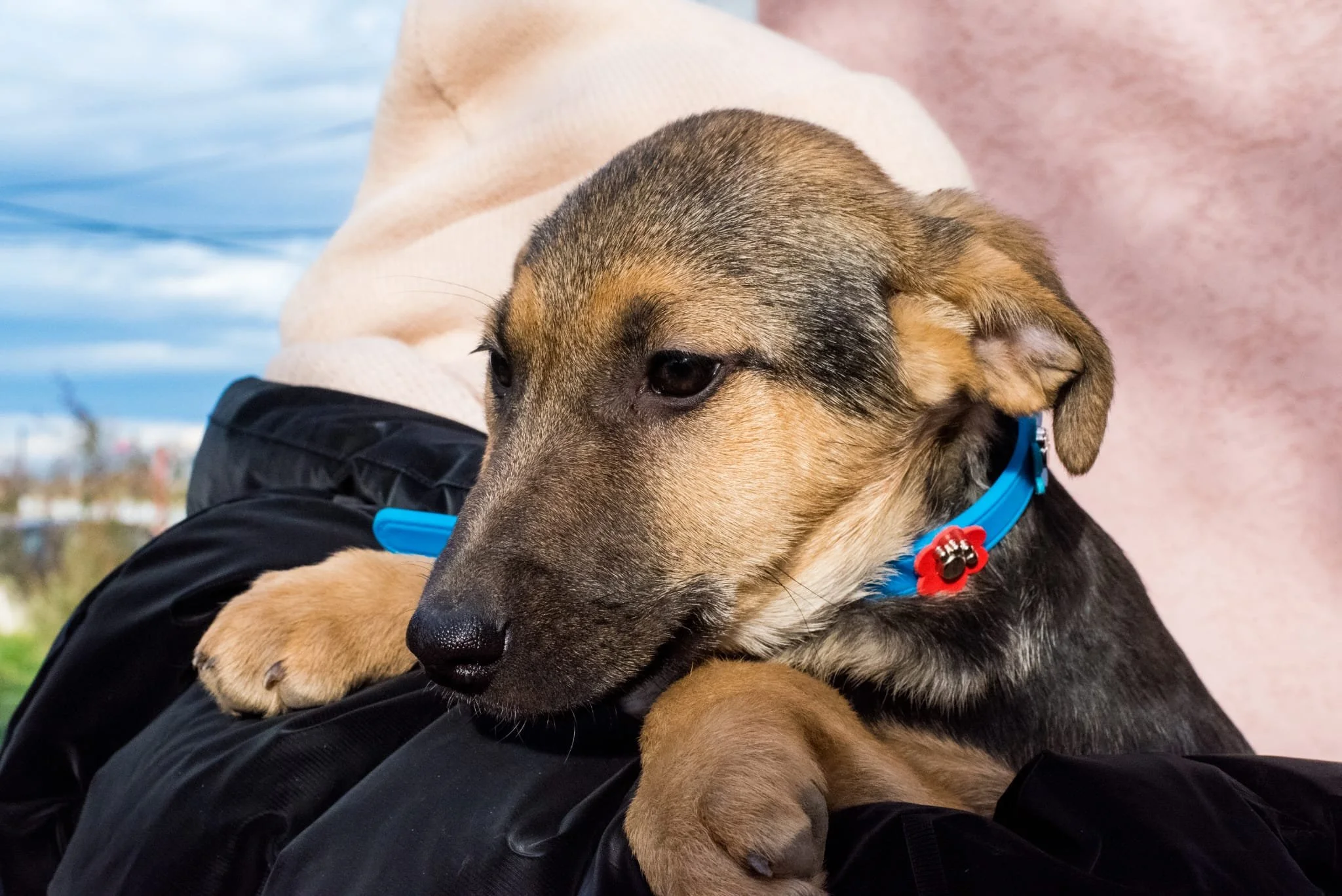 A young dog rests its head on a person's arm, with a view of a cloudy sky and outdoor scenery in the background.