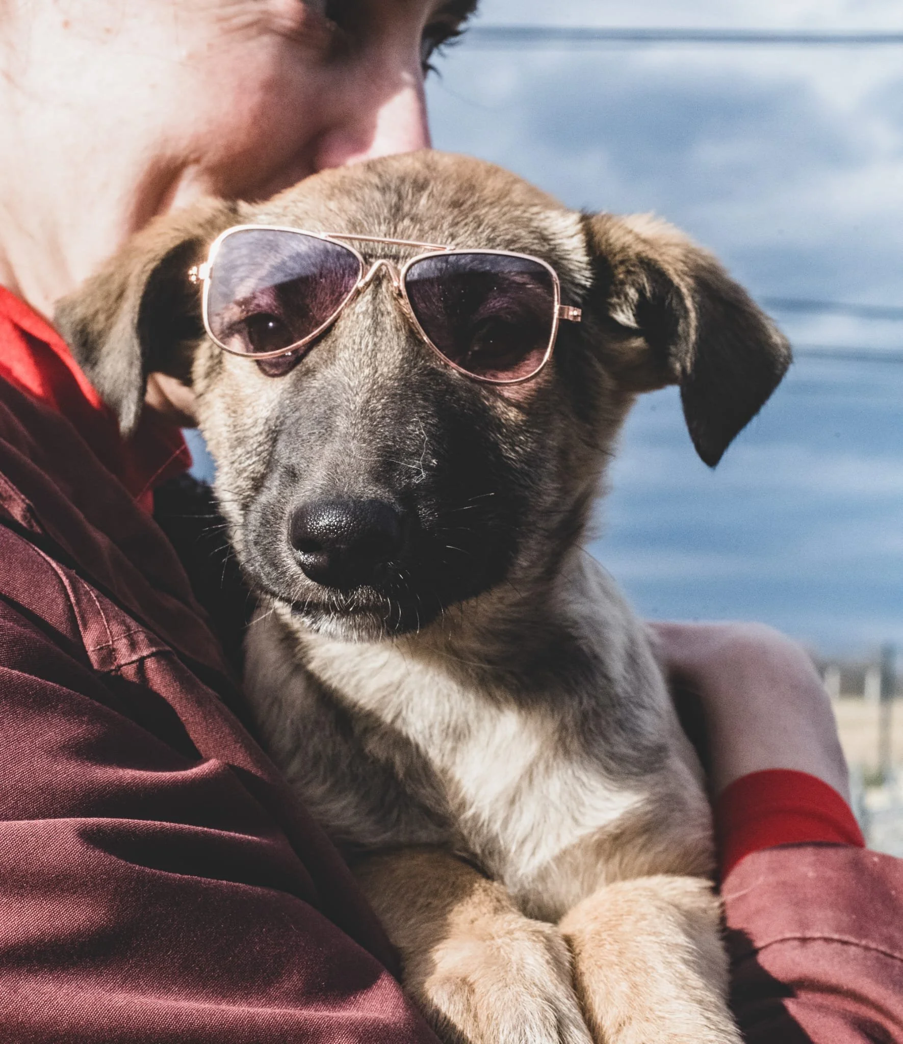 A person holding a puppy wearing sunglasses outdoors near a body of water.