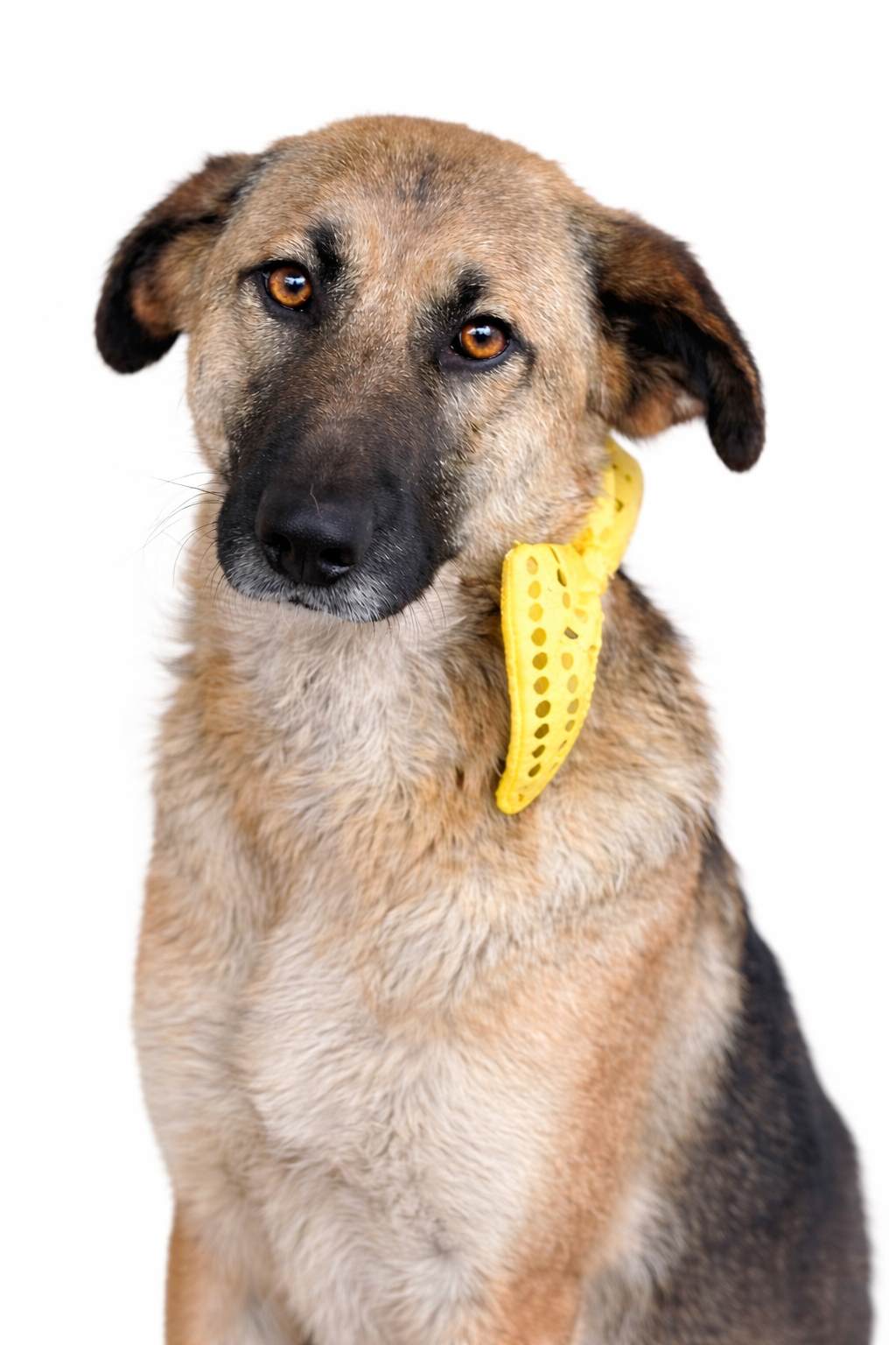 A tan and black dog with expressive eyes, wearing a yellow bandana around its neck, against a white background.