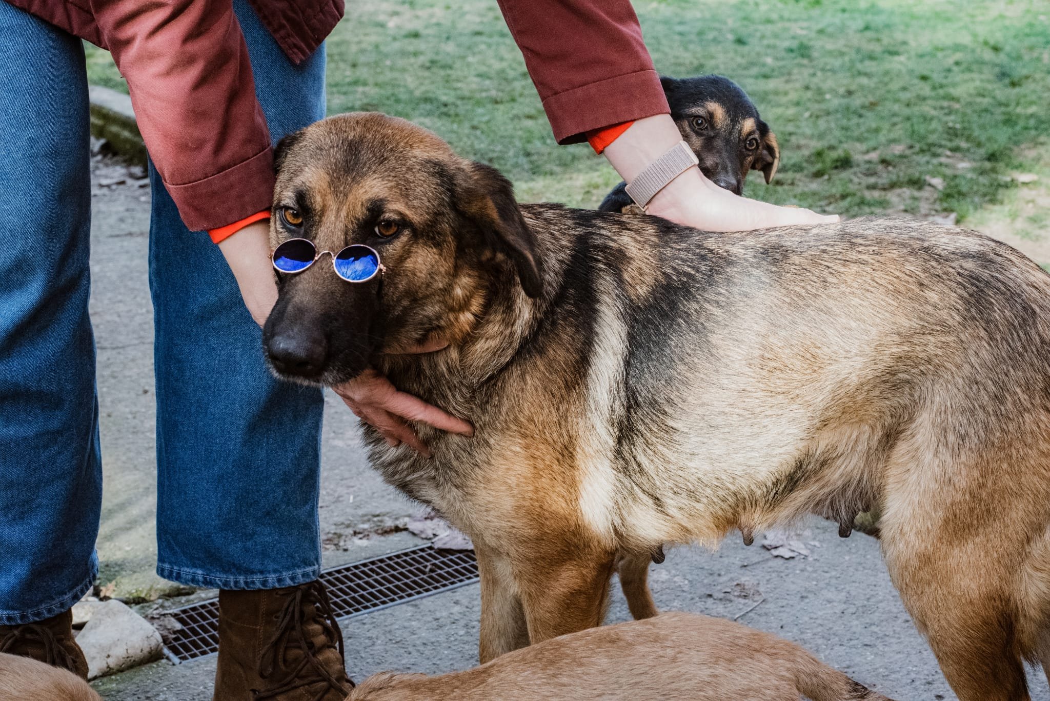 Person wearing sunglasses petting two large dogs outdoors on a paved path with grass in the background.