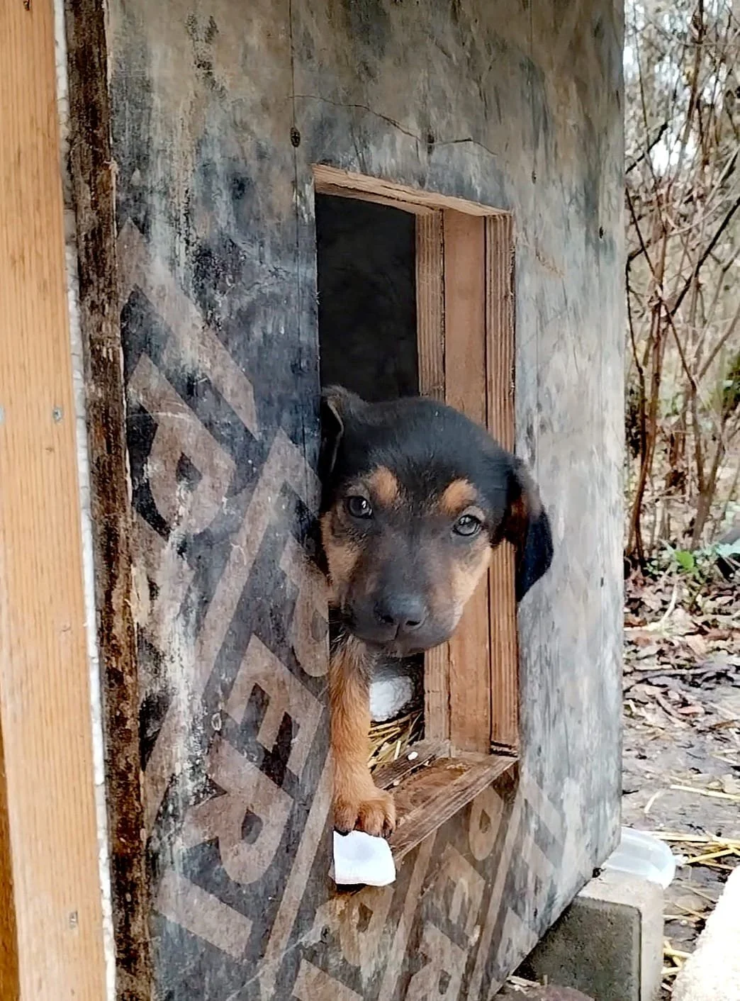 A puppy peeking out of a small wooden dog house with a weathered exterior, surrounded by outdoors plants and leaves.