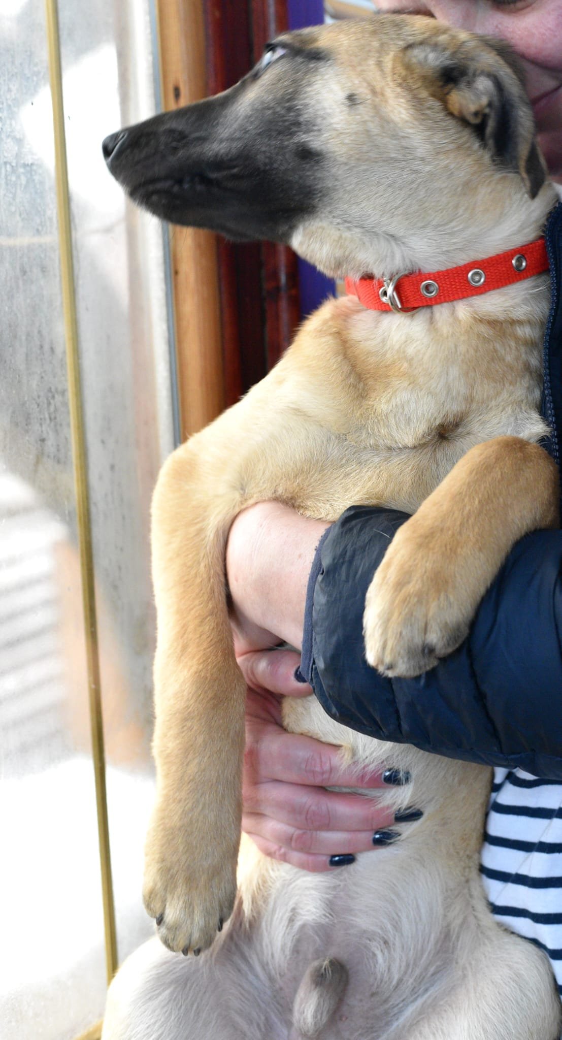 Person holding a tan and black puppy with a red collar, near a window.