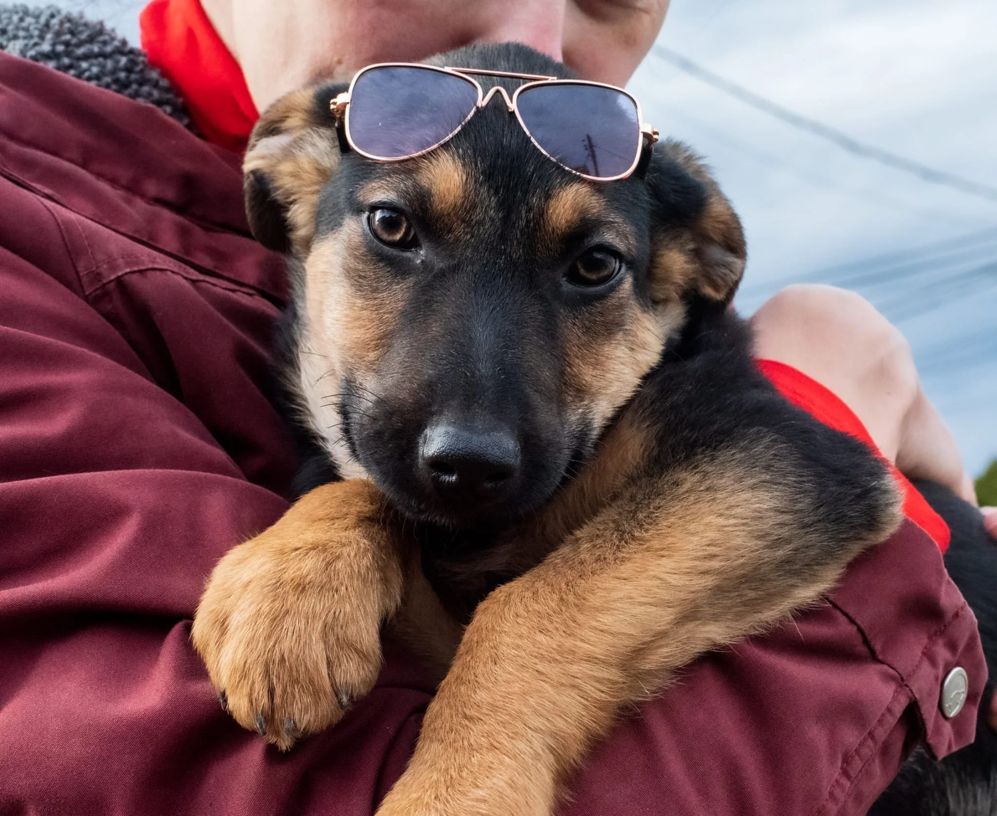 A person holding a puppy with sunglasses on its head, outdoors with cloudy sky in the background.