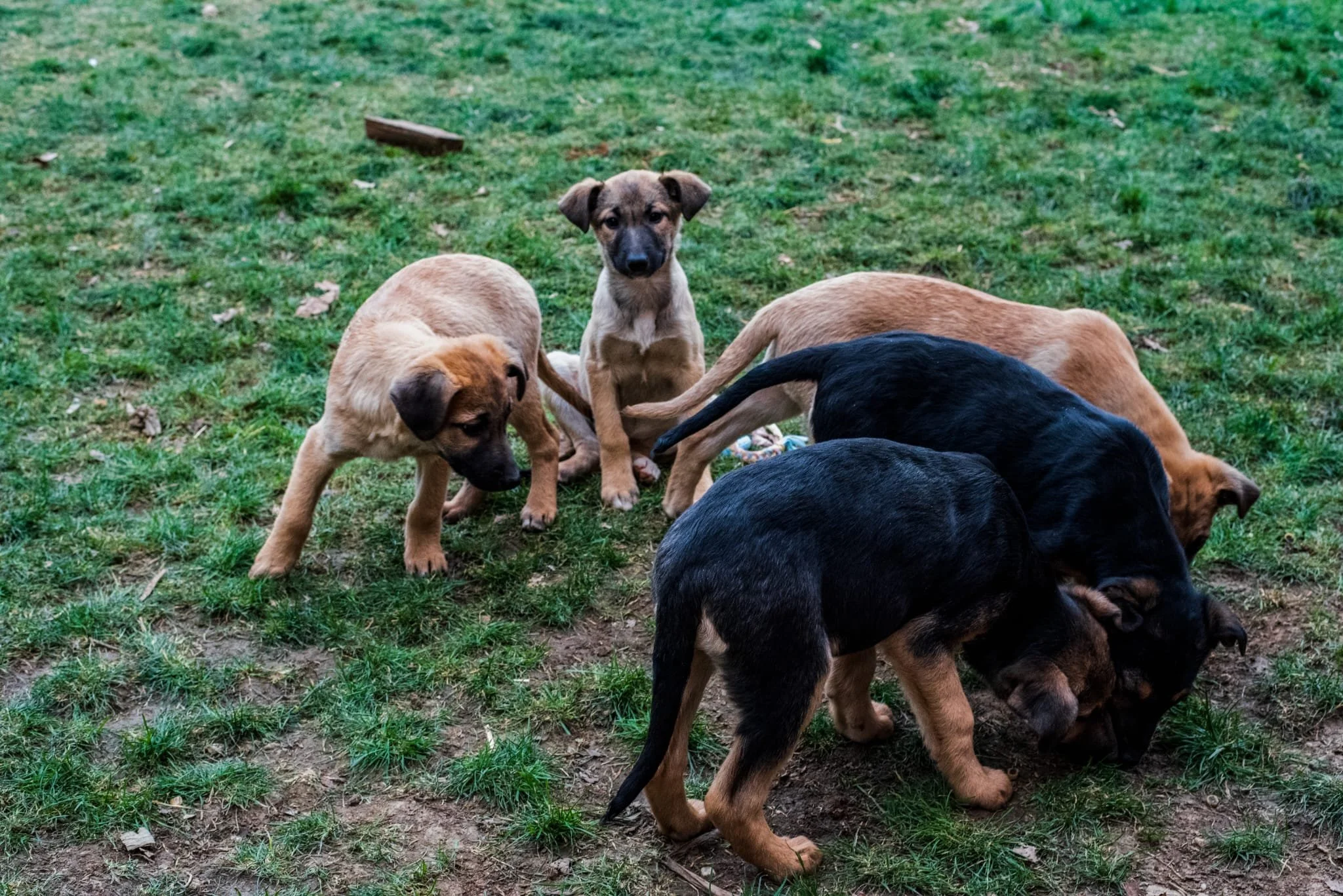 Five puppies of various colors playing on grass outdoors.