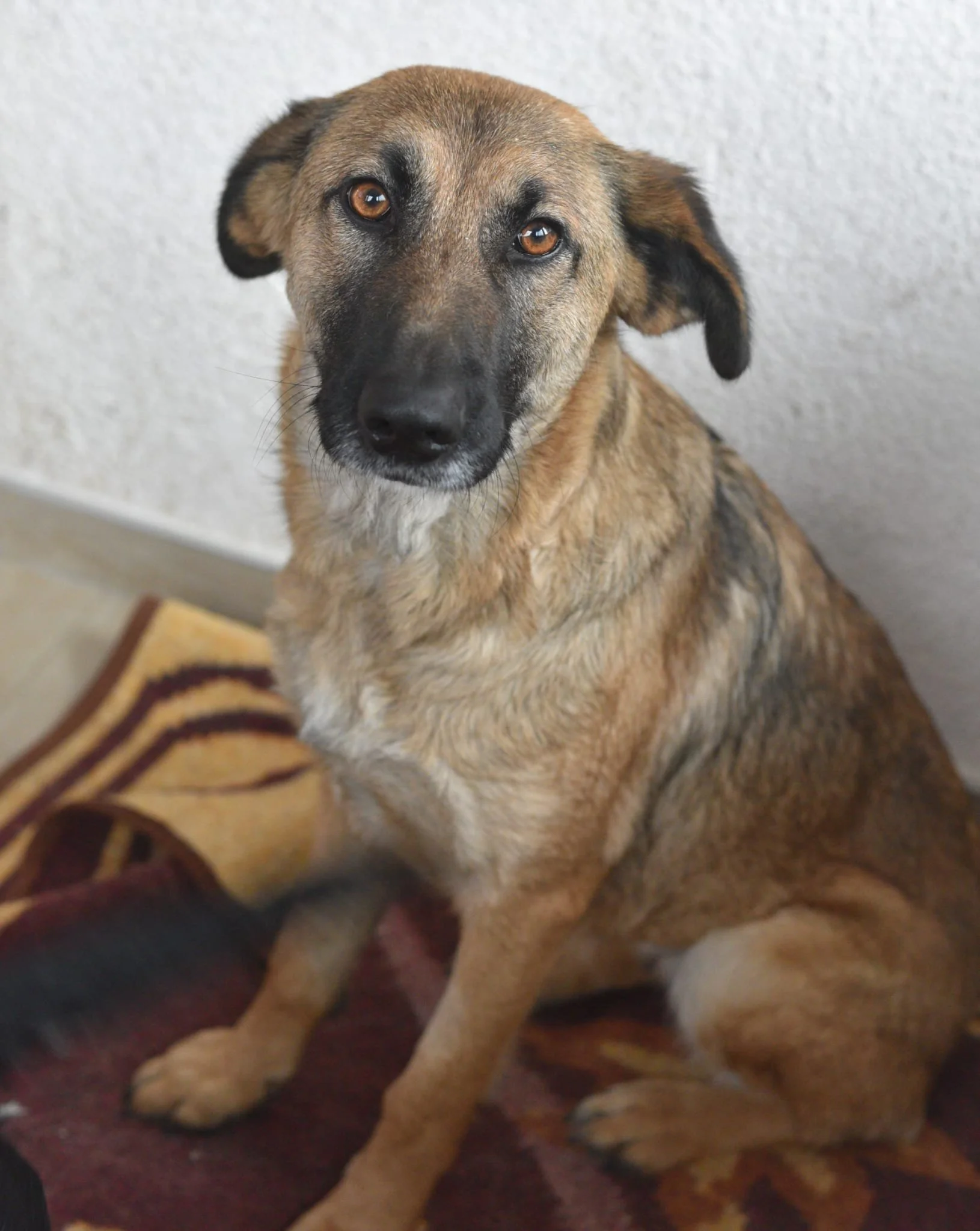 A medium-sized dog with a tan and black coat sitting on a patterned rug, looking directly at the camera.