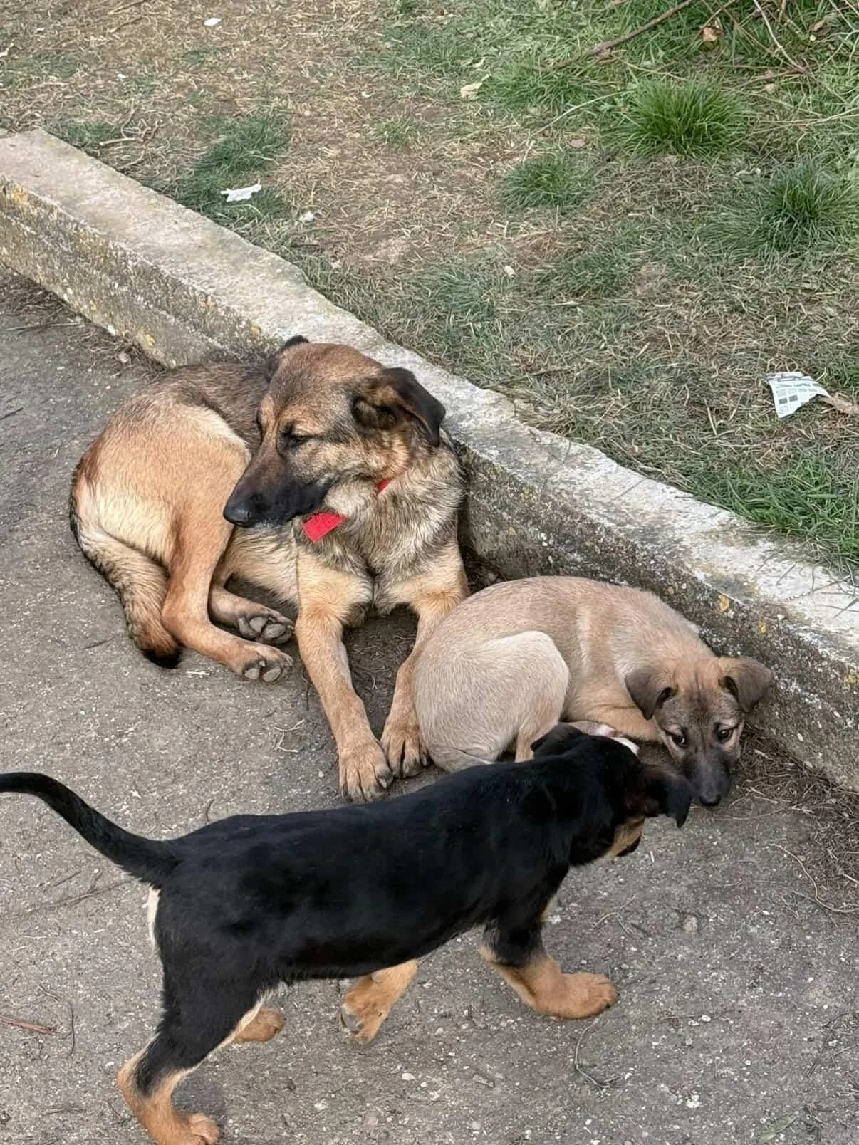 A larger dog resting against a curb, lying on the ground with two smaller puppies nearby on a sidewalk and grassy area.