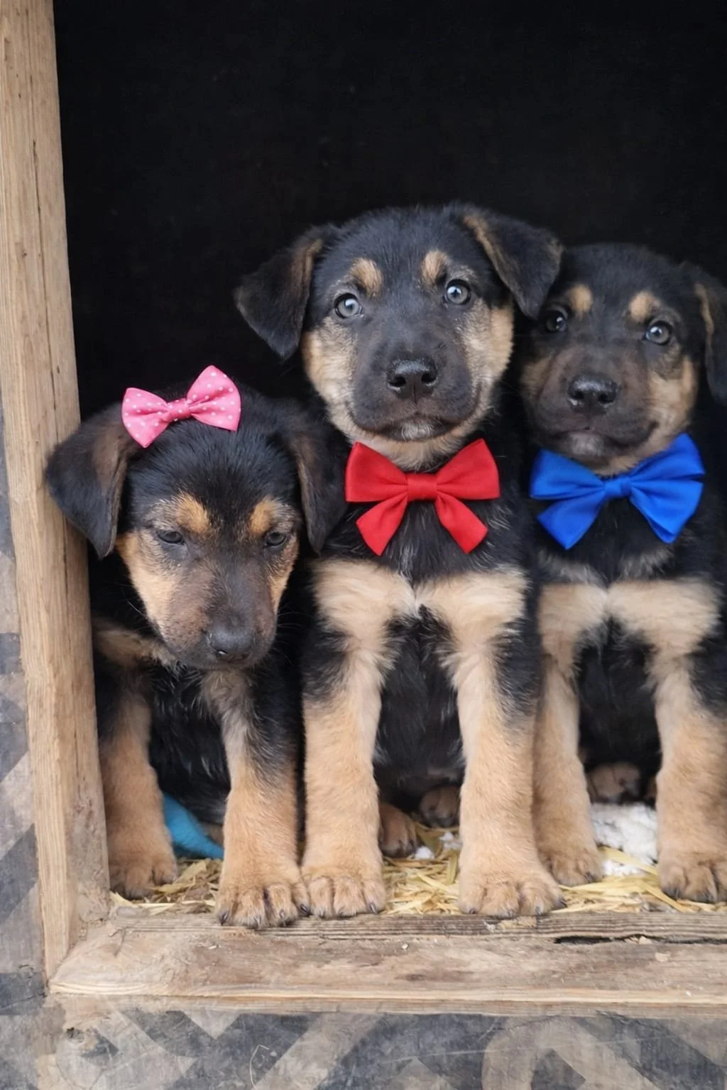 Three puppies with black and tan fur, each wearing a colorful bow tie—pink, red, and blue—inside a wooden box.