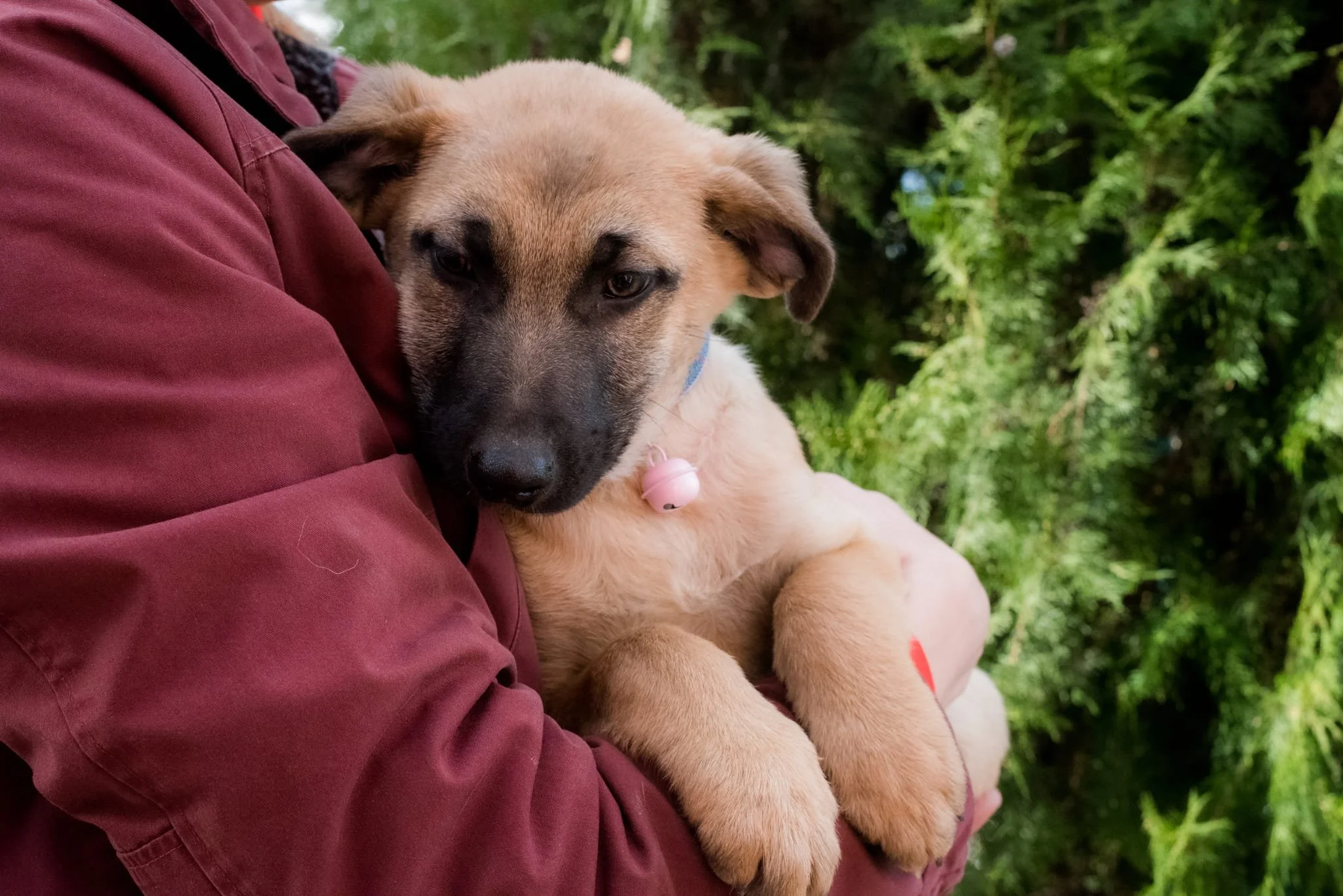 A person holding a brown puppy with a black face and floppy ears outdoors. The puppy has a pink bell on a collar around its neck and is resting in the person's arms with green foliage in the background.