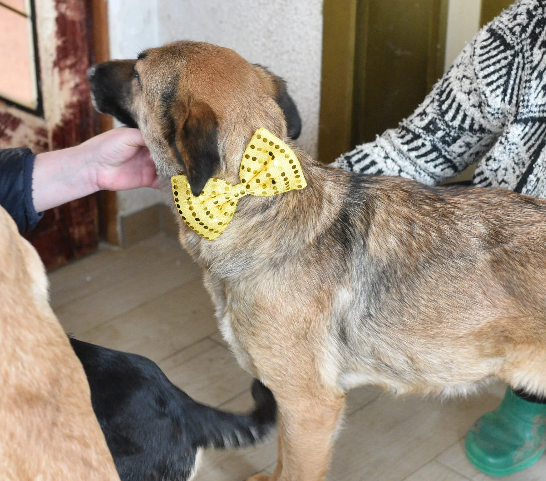 A dog with a yellow polka dot bow tie being petted by a person, while another dog is in the foreground.