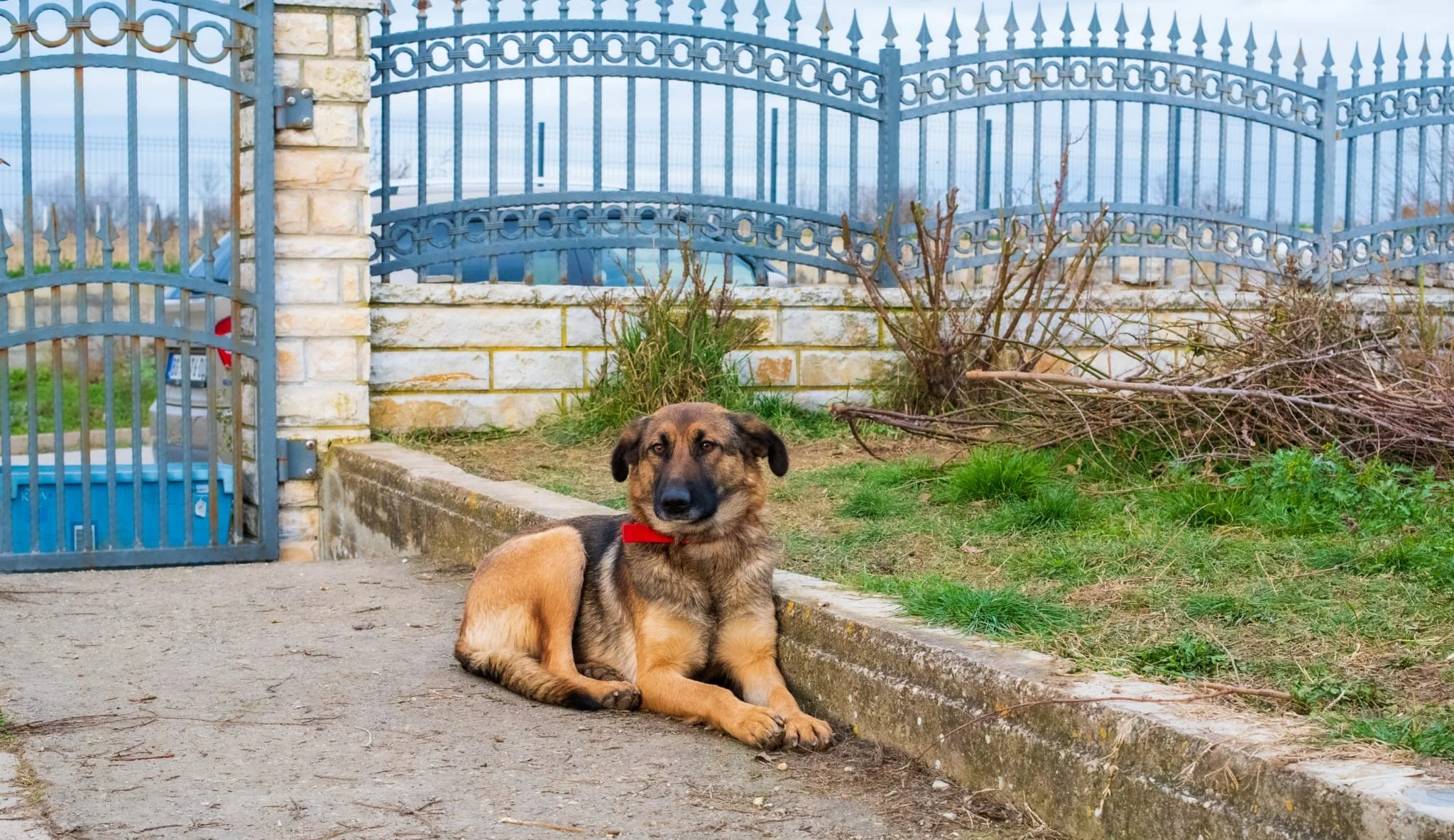 A brown and black dog with a red collar lying on the sidewalk near a garden patch, surrounded by a blue wrought iron fence and a brick wall.