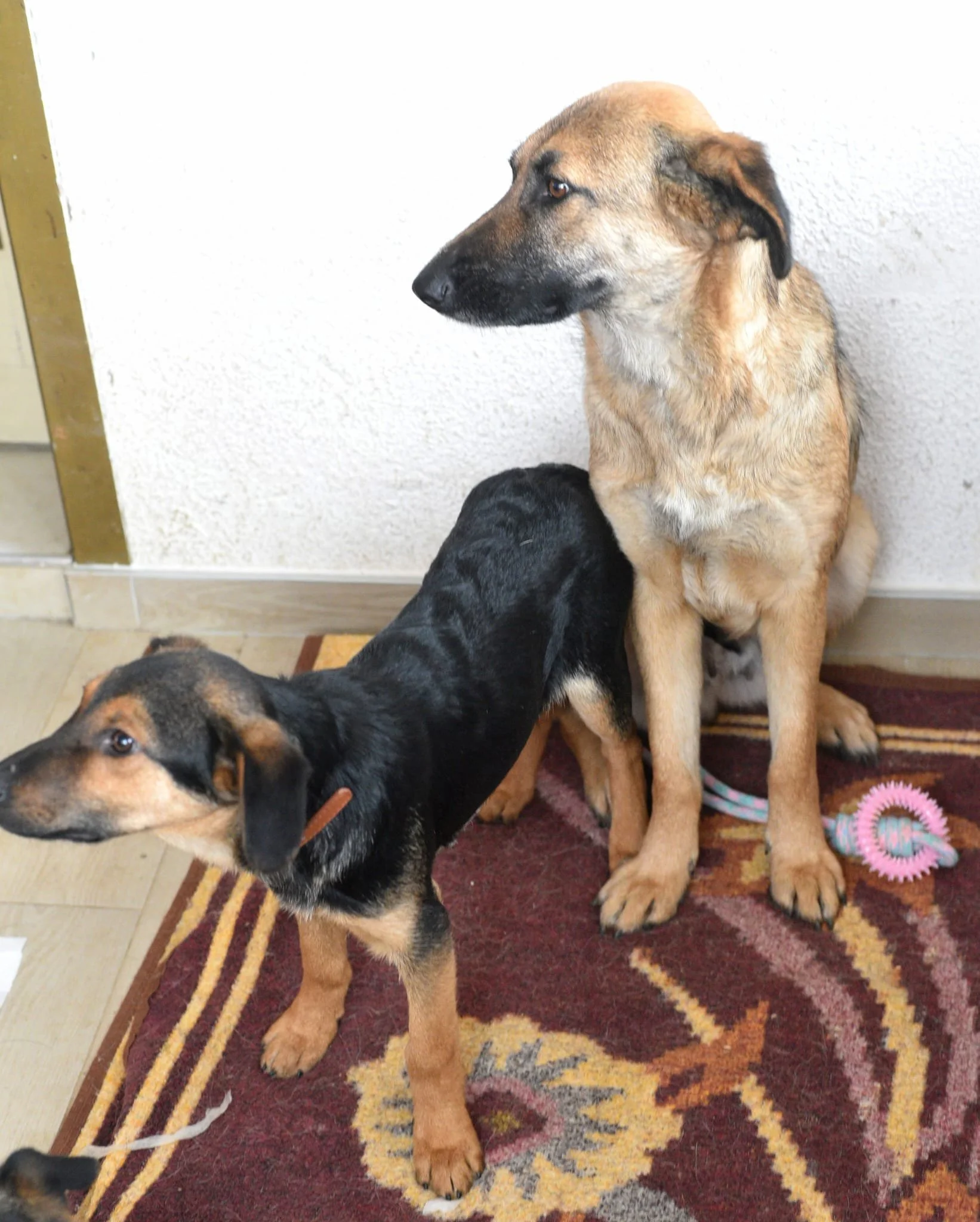 Two dogs sitting on a patterned rug near a white wall, one large tan dog and one smaller black and tan dog.