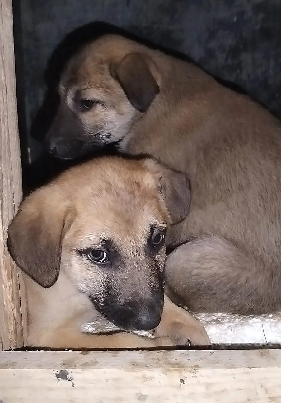 Two puppies lying close together on a wooden floor.