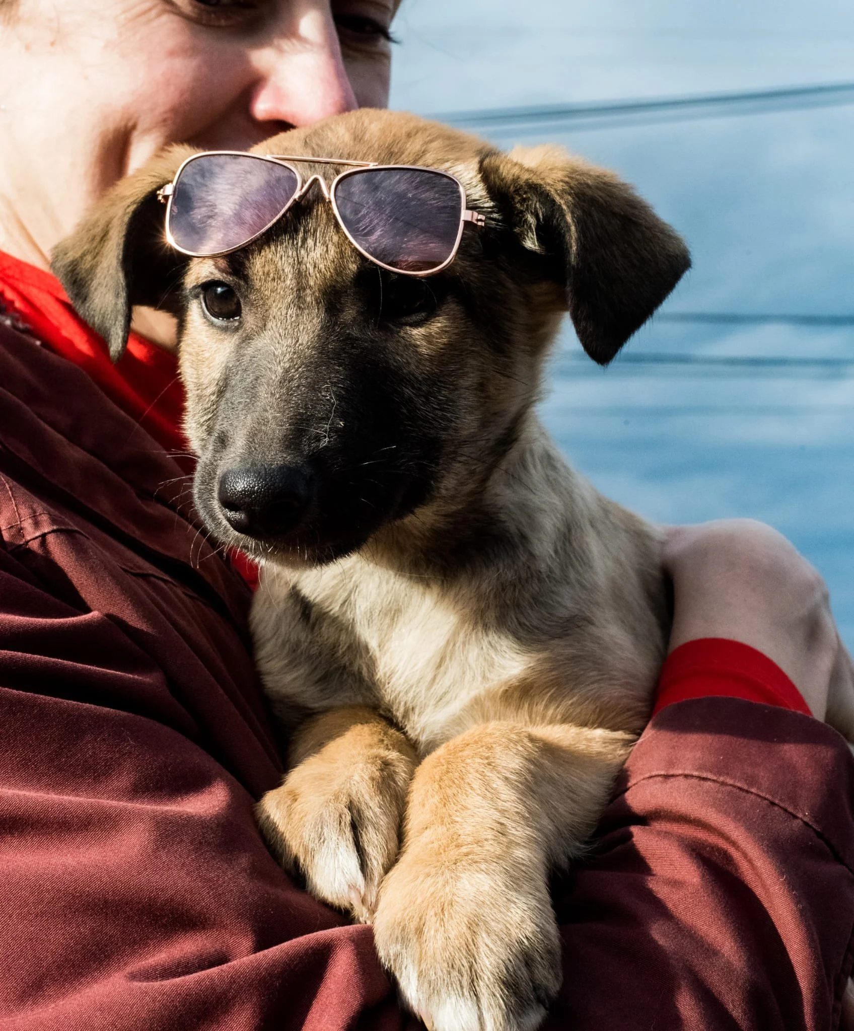 Person holding a puppy with sunglasses on its head near water.