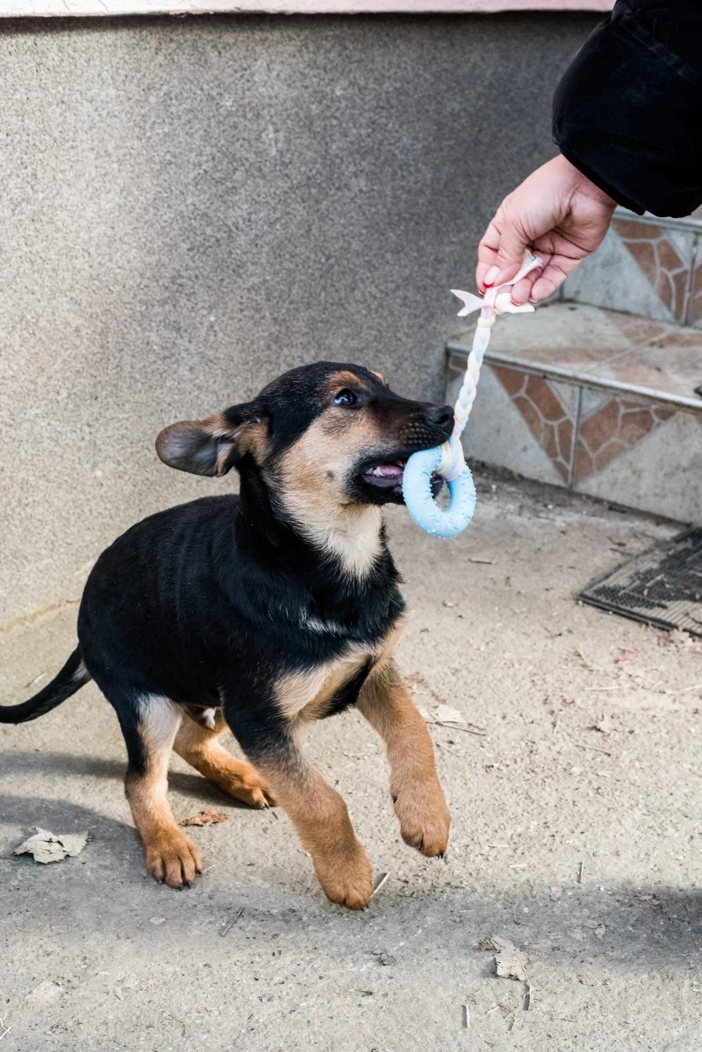 A small black and tan puppy is jumping up to bite a blue and pink rope toy being held by a person. The puppy's ears are flopping, and it looks excited as it reaches for the toy. The background includes a concrete wall, steps with tiled edges, and a d